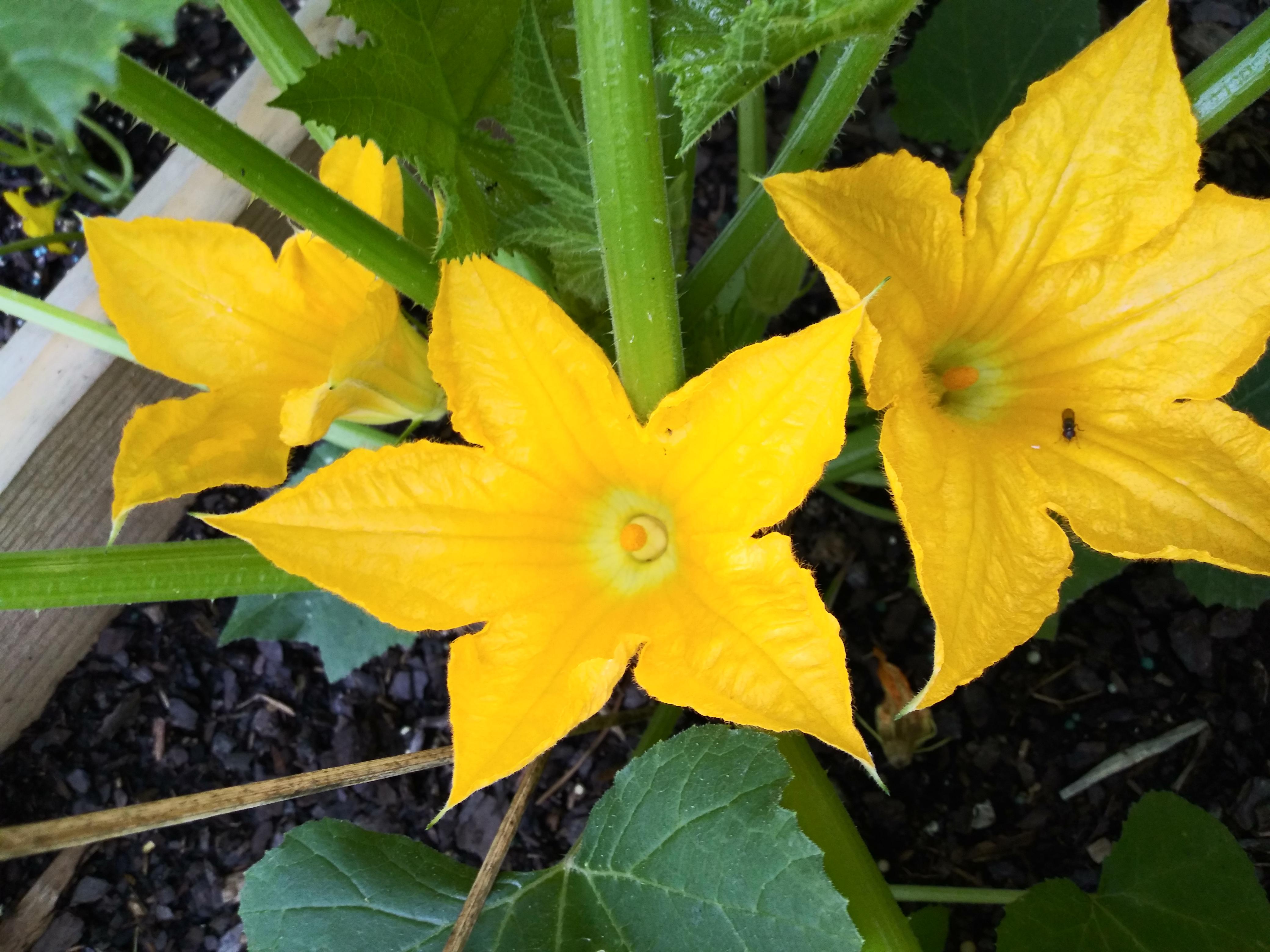 Every morning when I go out into the garden, my squash plants bloom