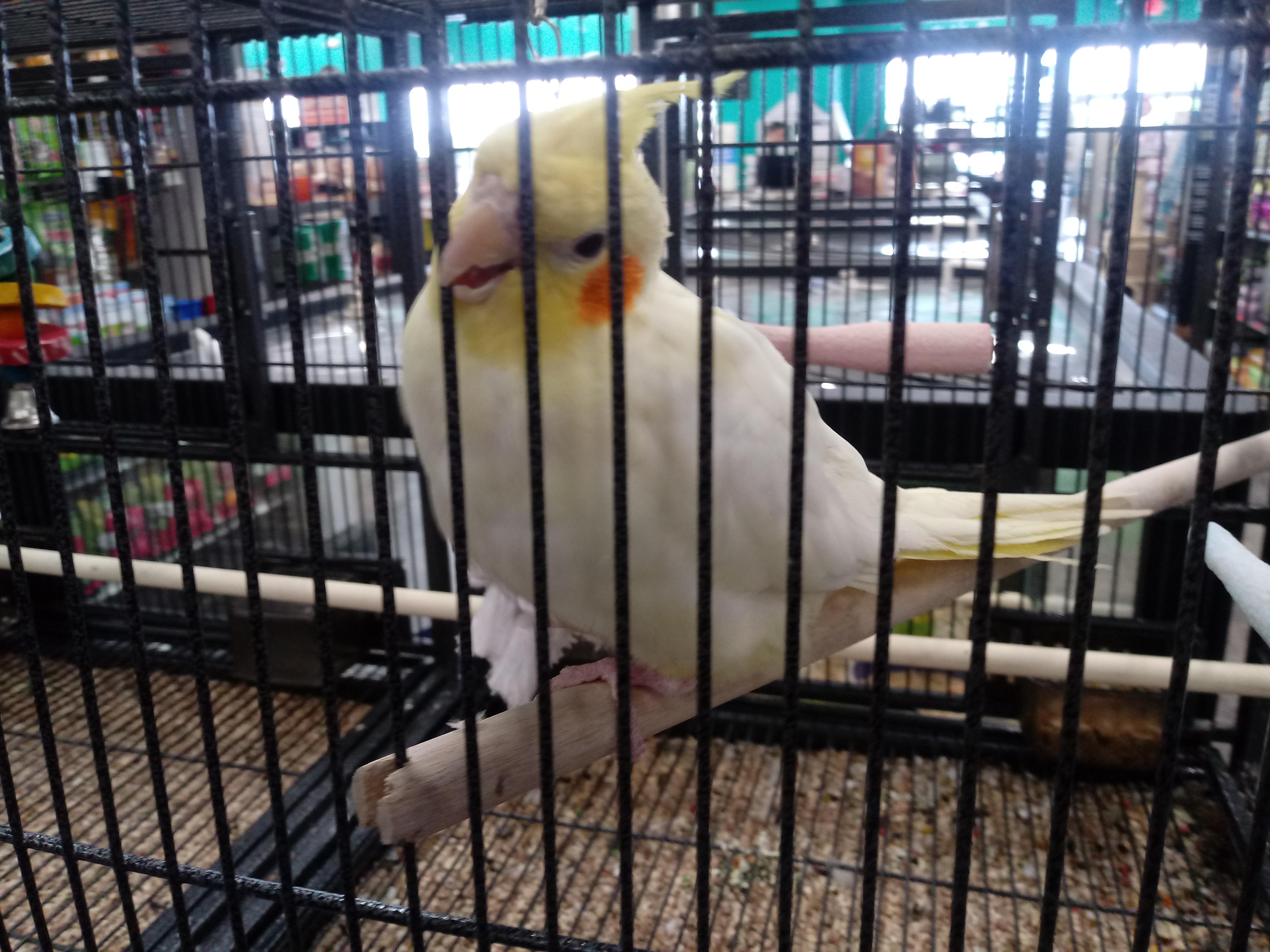 Today we saw this really overweight Cockatiel at a pet store near our home. Our conure is not