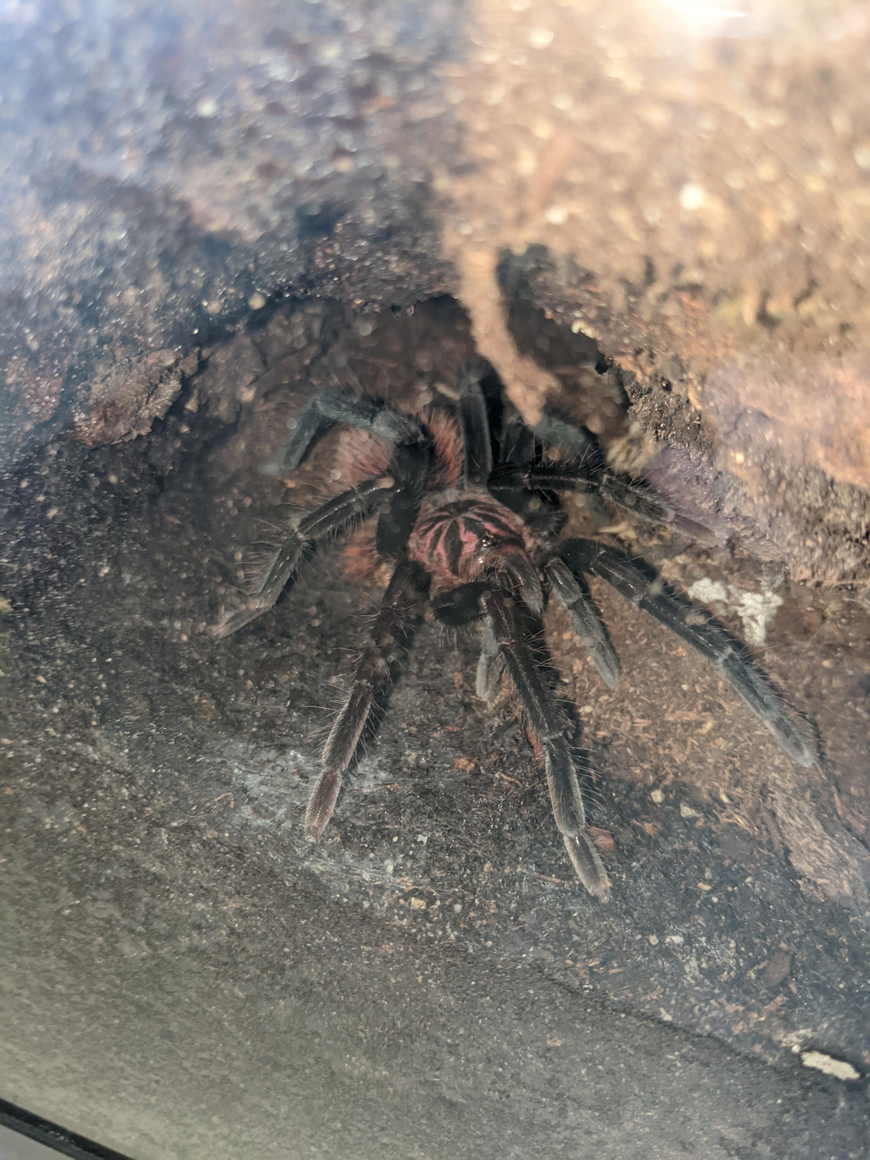 My X. Intermedia molted and is showing it's adult colors now! r