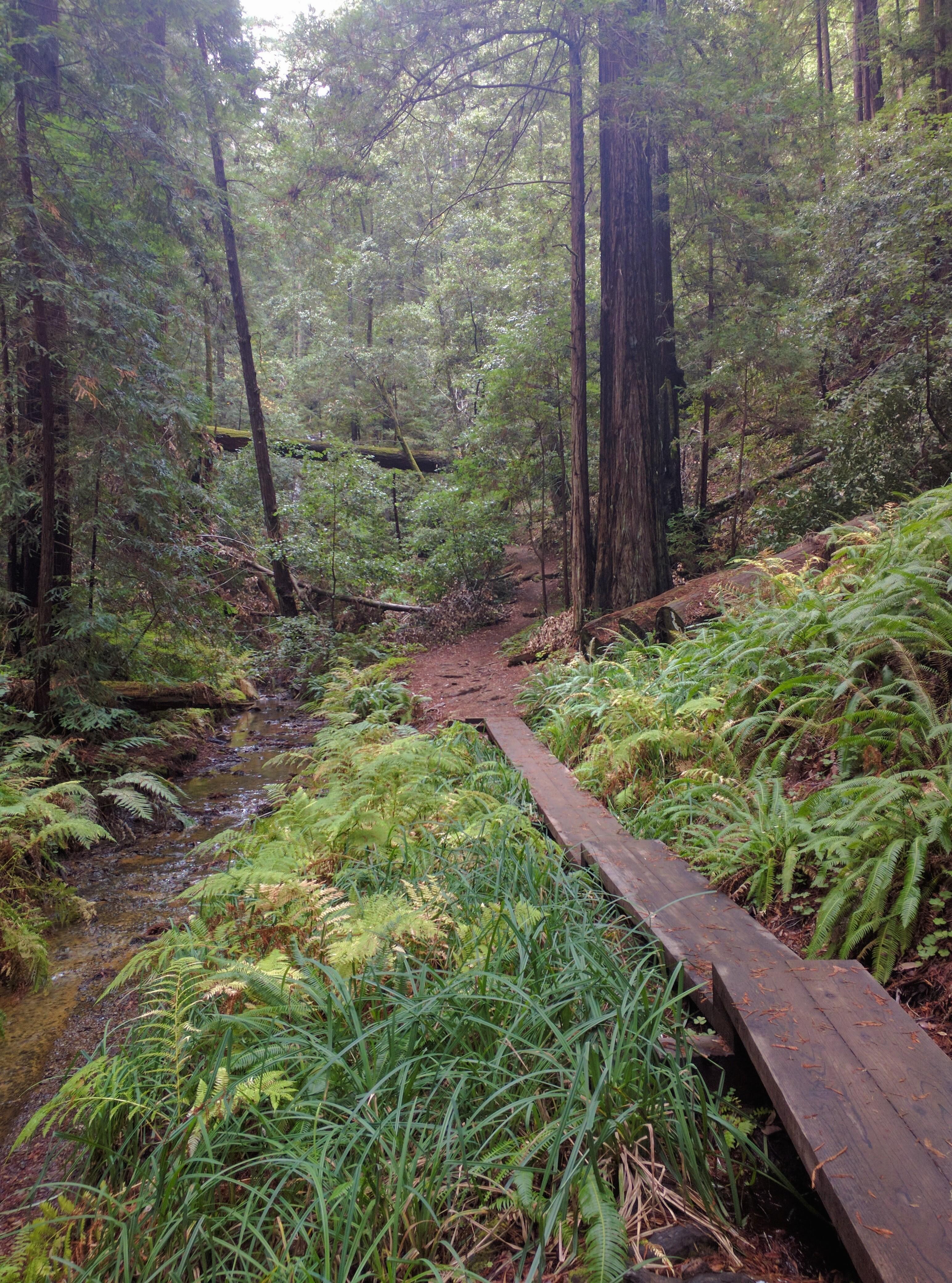 Big Basin Redwoods State Park [3088x4160] [OC] r/EarthPorn