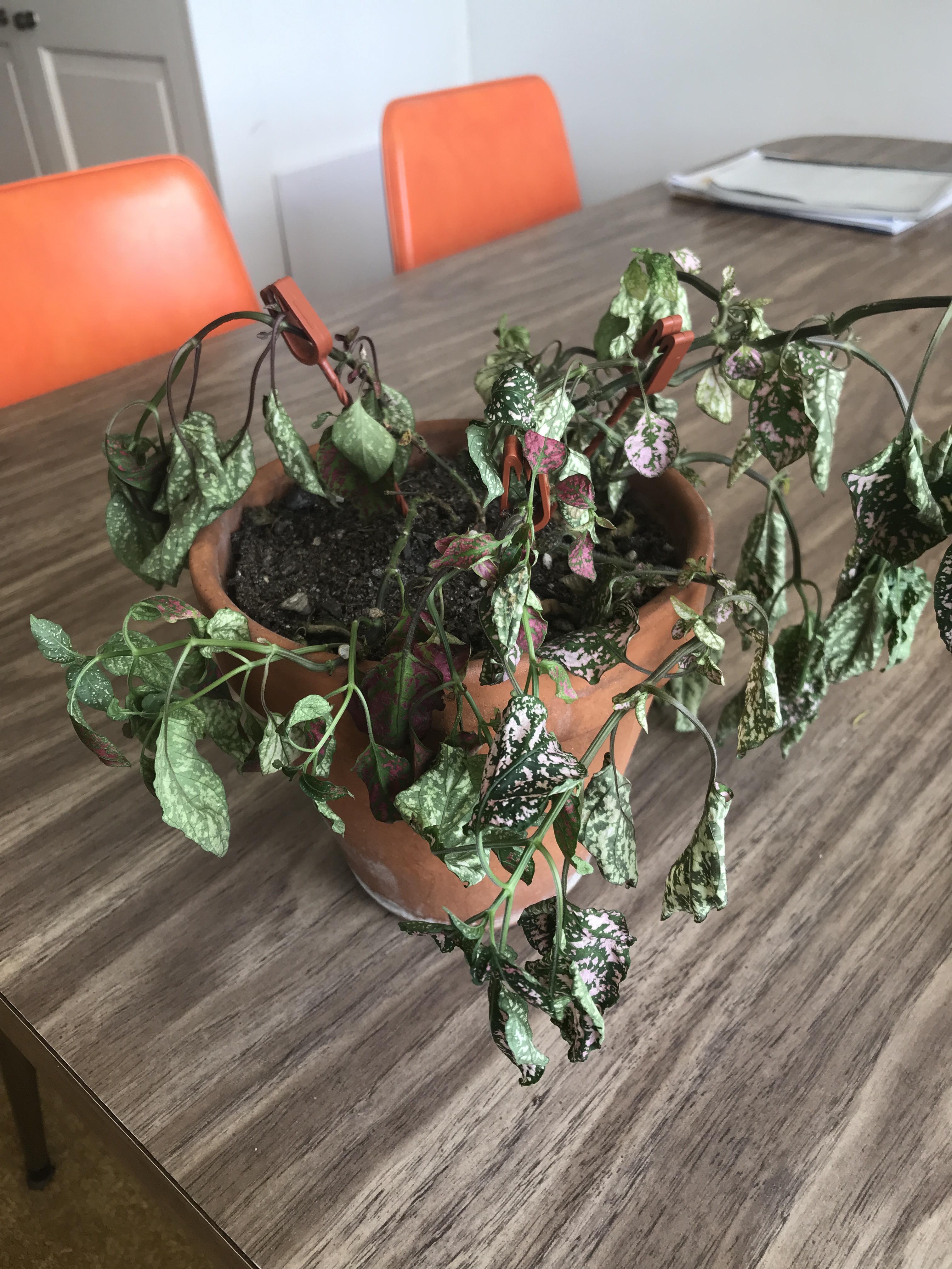 Help! Why is she dying r/houseplants