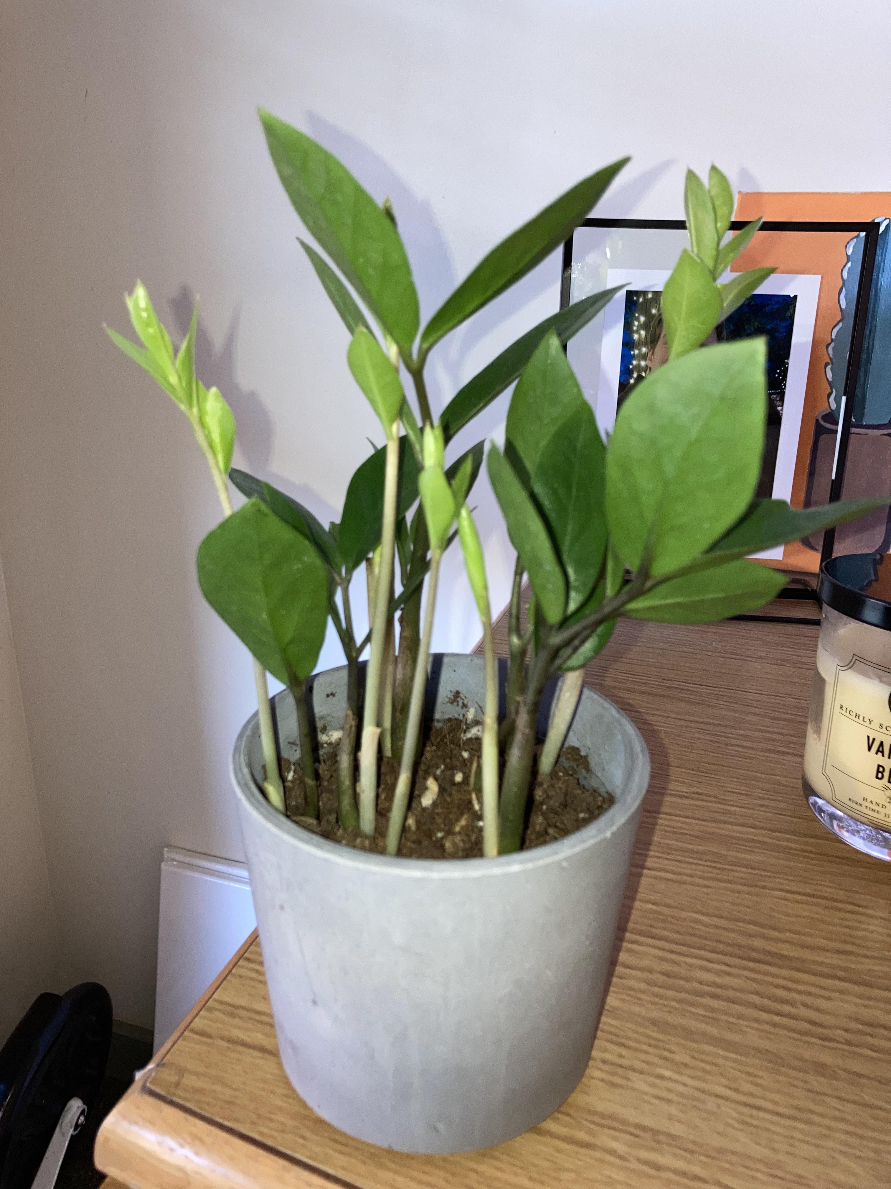 Zz plant new growth looking pretty thin? I water it every 23 weeks and