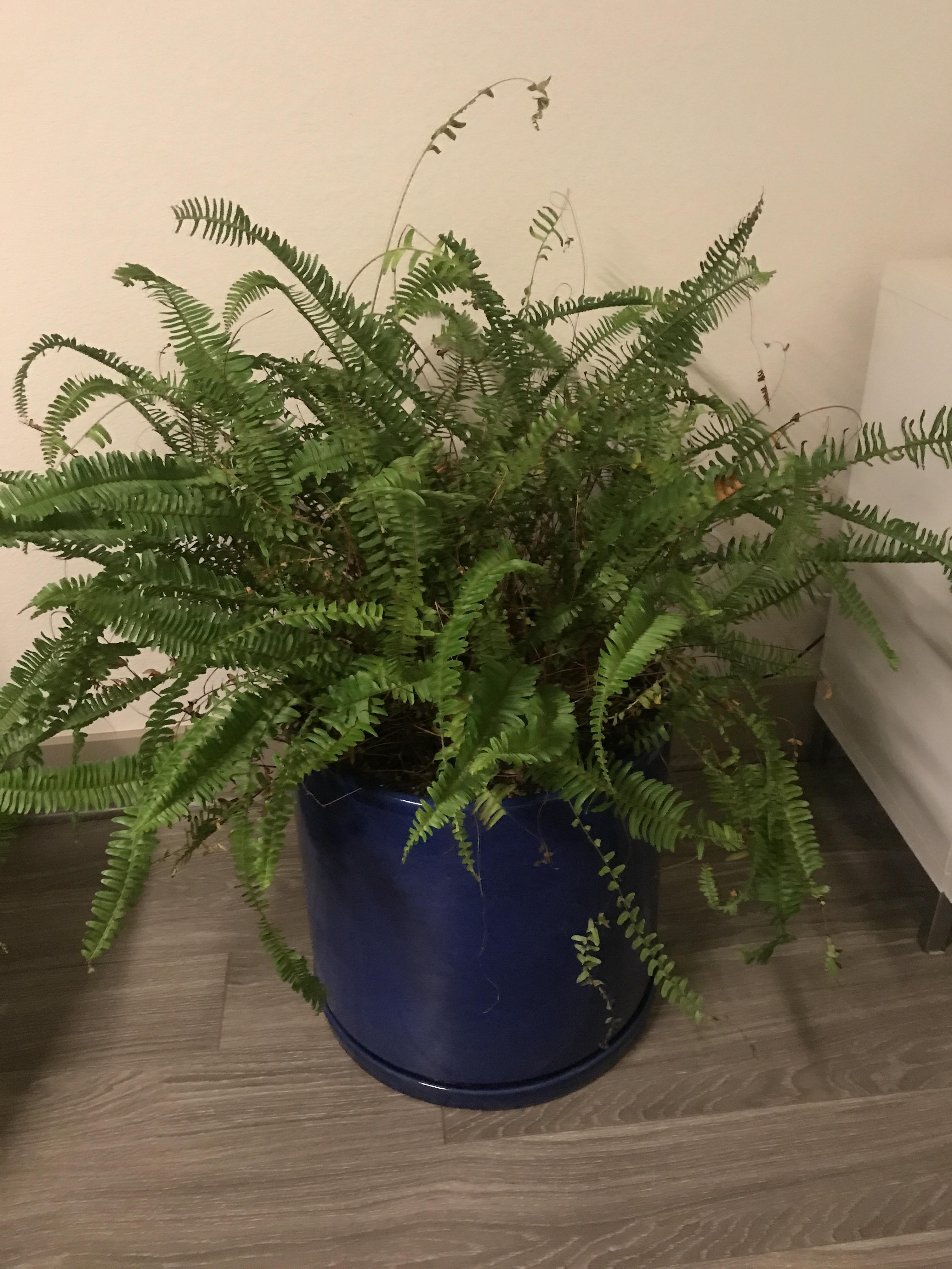 Boston Fern Turning Brown You can help your boston fern flourish