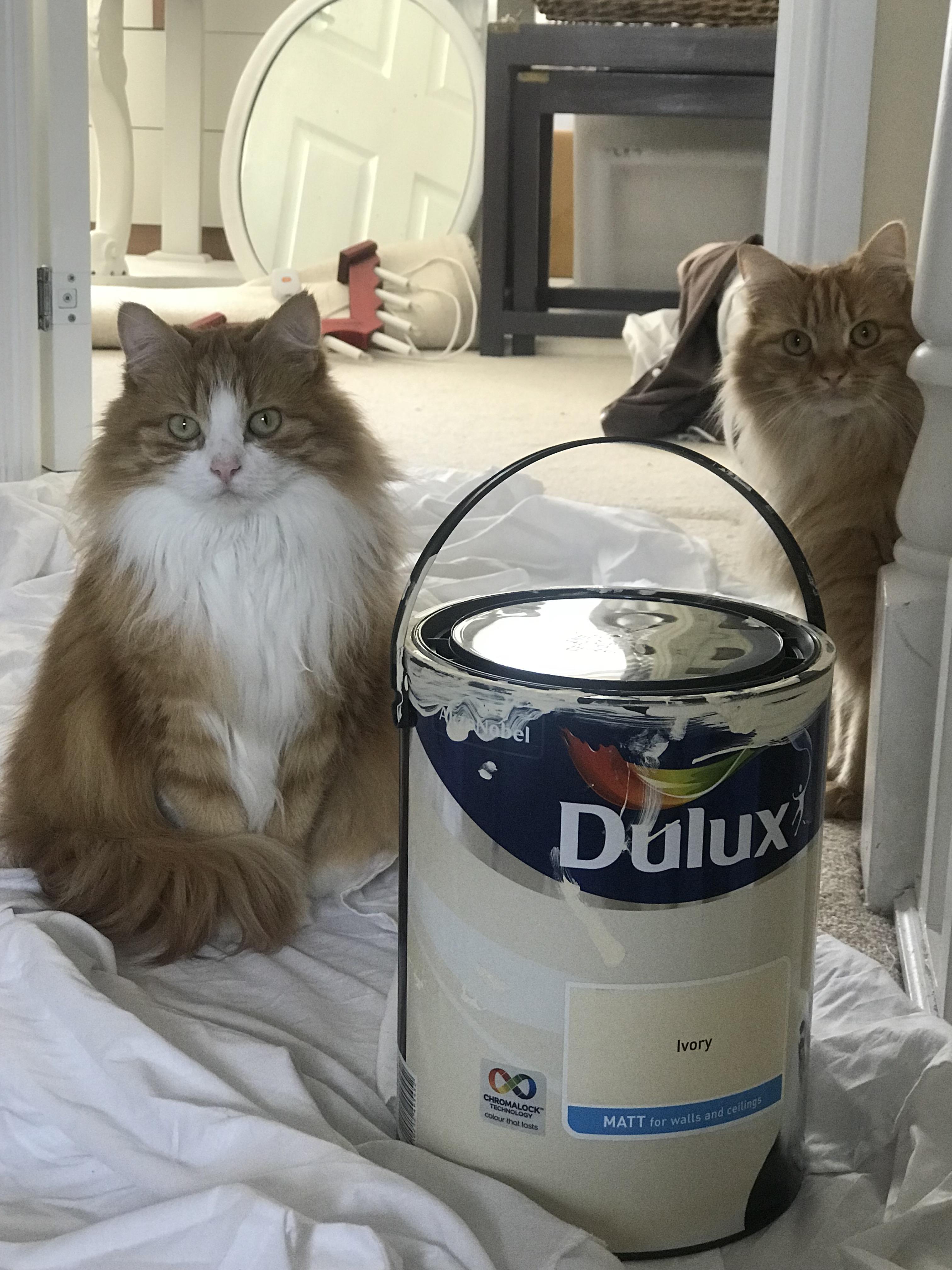 Dulux dogs, here’s Dulux cats! r/cats