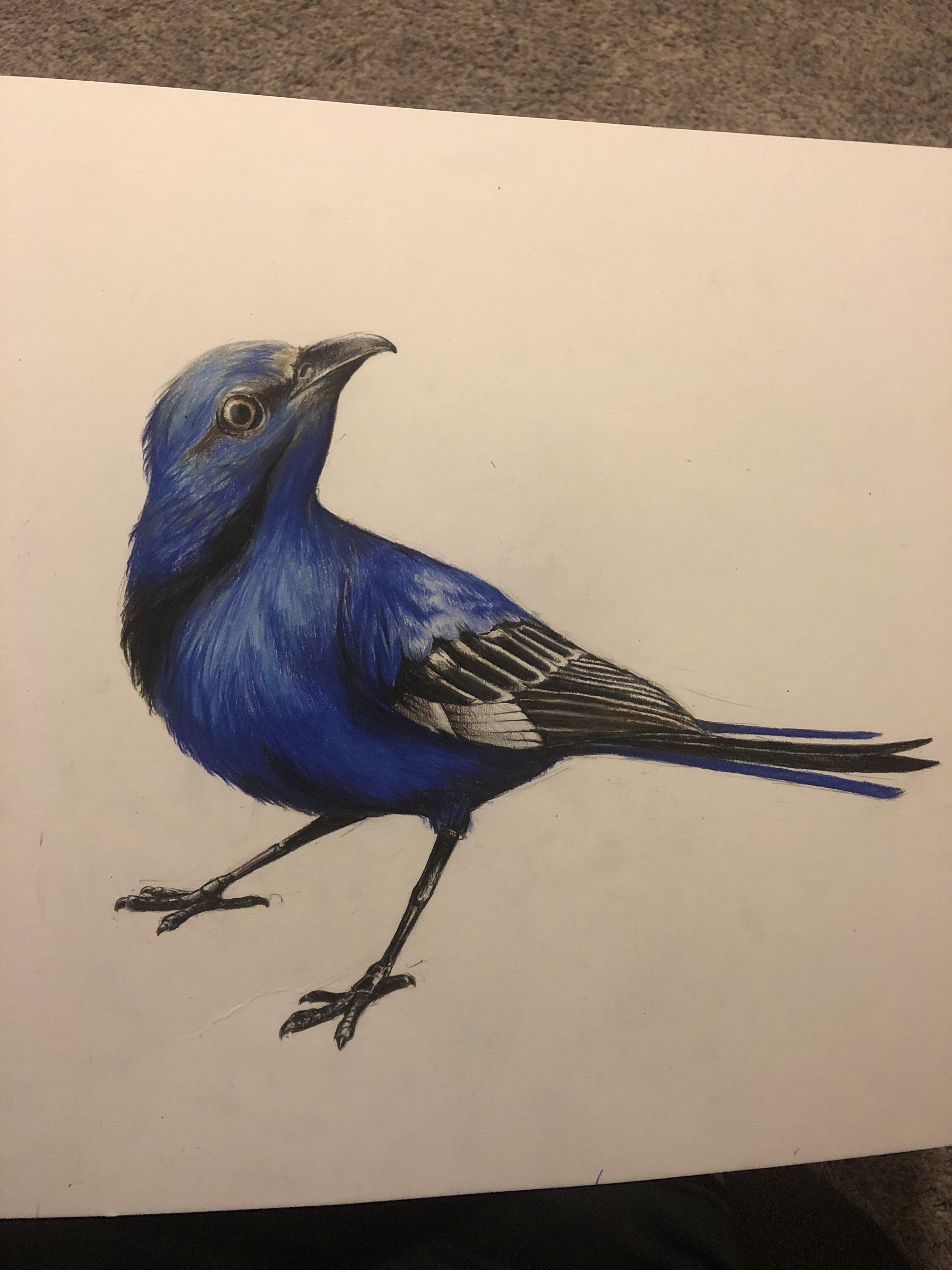 Bird drawing