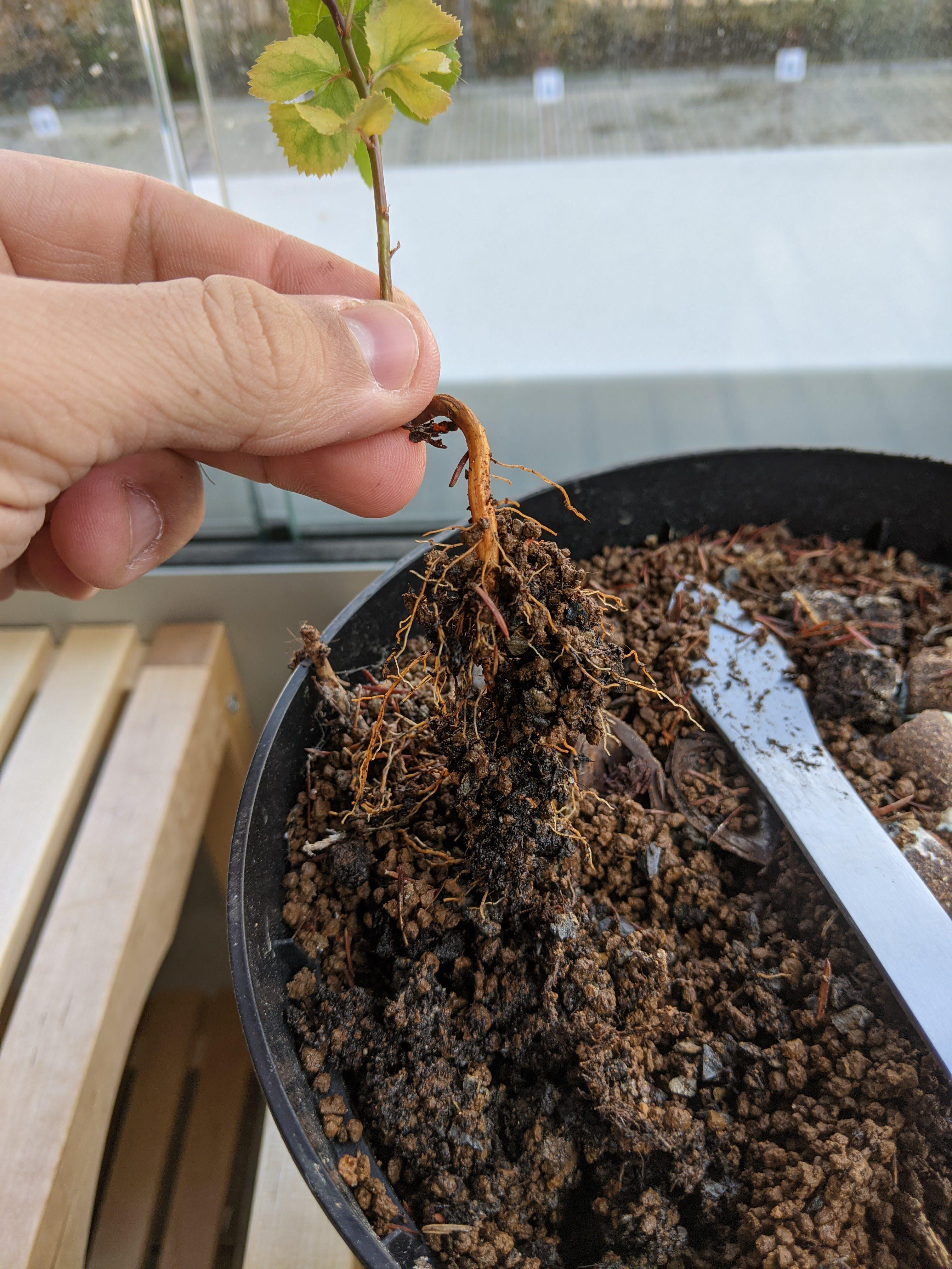 🌱🍑 Peach seedling gained independence r/Bonsai