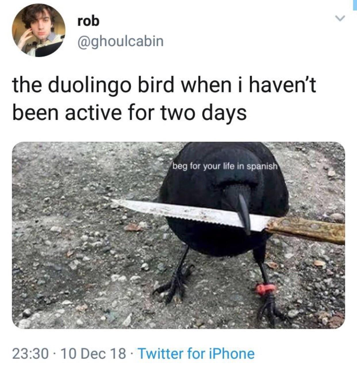 Duolingo Bird Knife Meme apsgeyser
