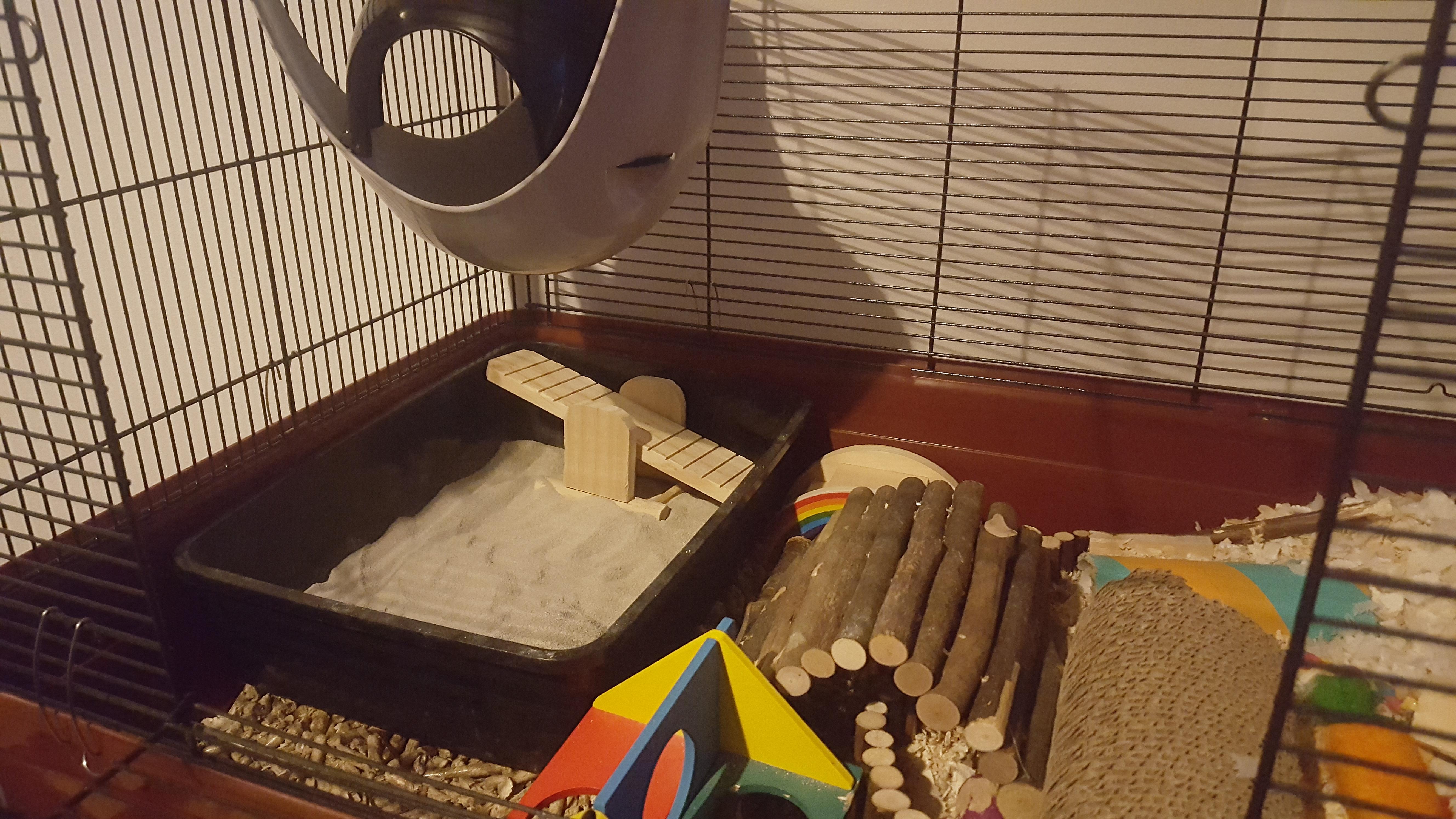 Bought a cat litter tray to use as a big sand bath! r/hamsters