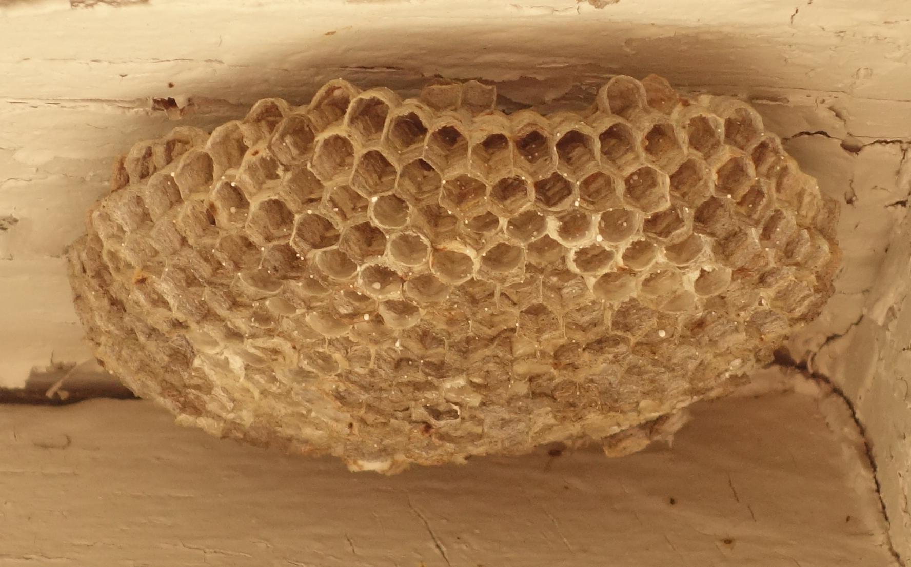 [Minneapolis, MN] Found this nest under the eave of my garage. Not many