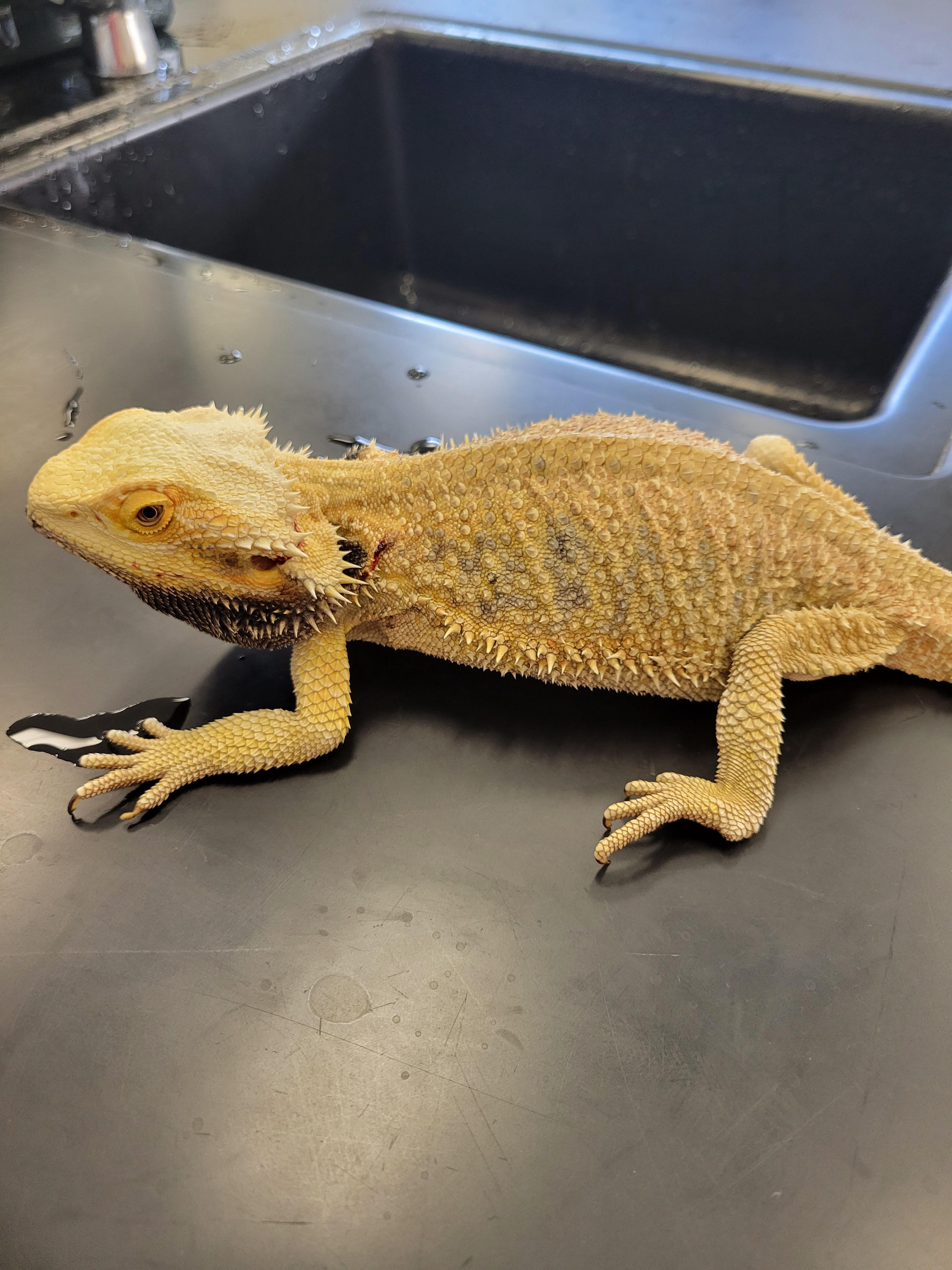 279 best Angry Dragon images on Pholder Bearded Dragons, Dragonball