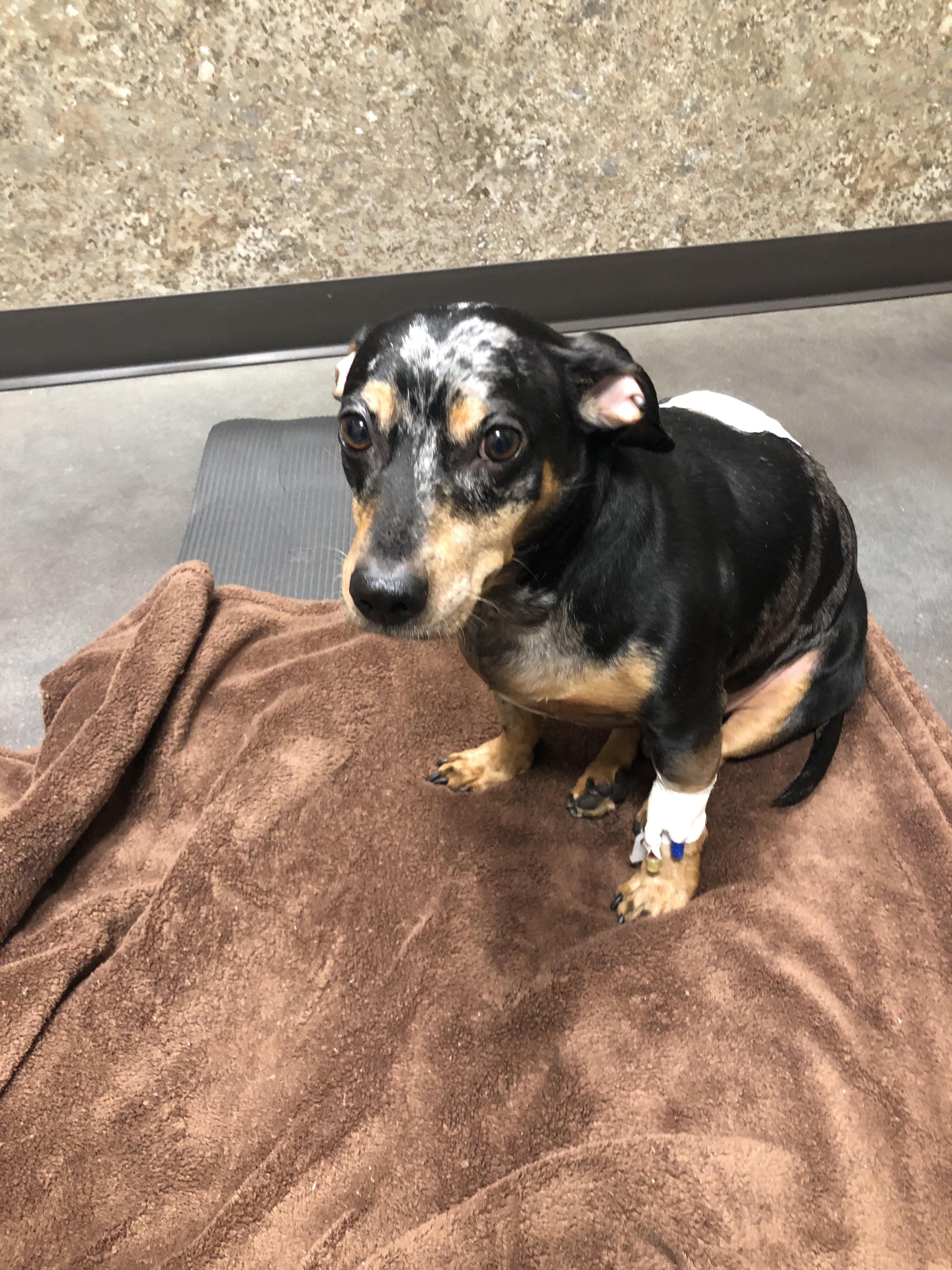 My pupper Tank after his IVDD surgery it’s been about 3 weeks now but he started pushing his