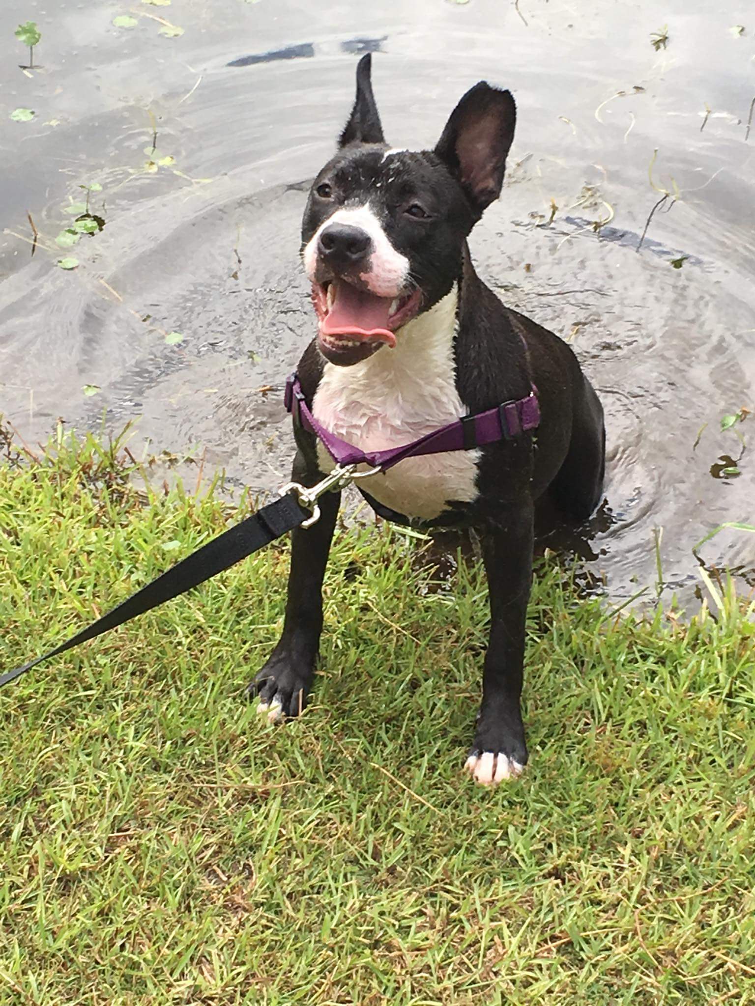 My attempt to remove my pup Nitro from a really nice deep puddle