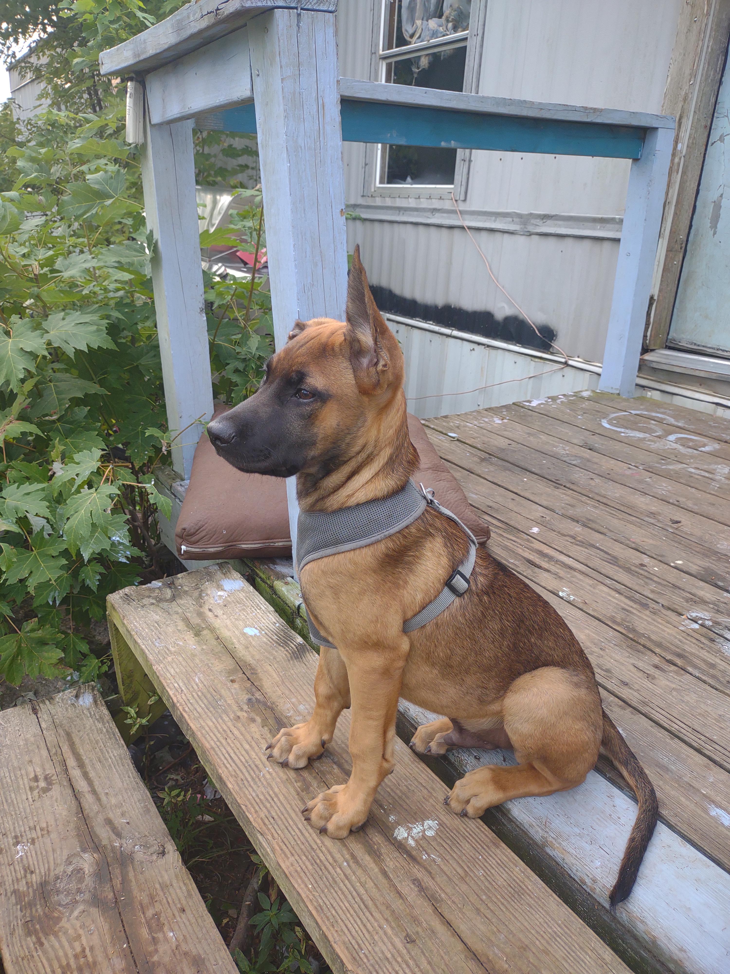 Belgian Malinois Mix Floppy Ears