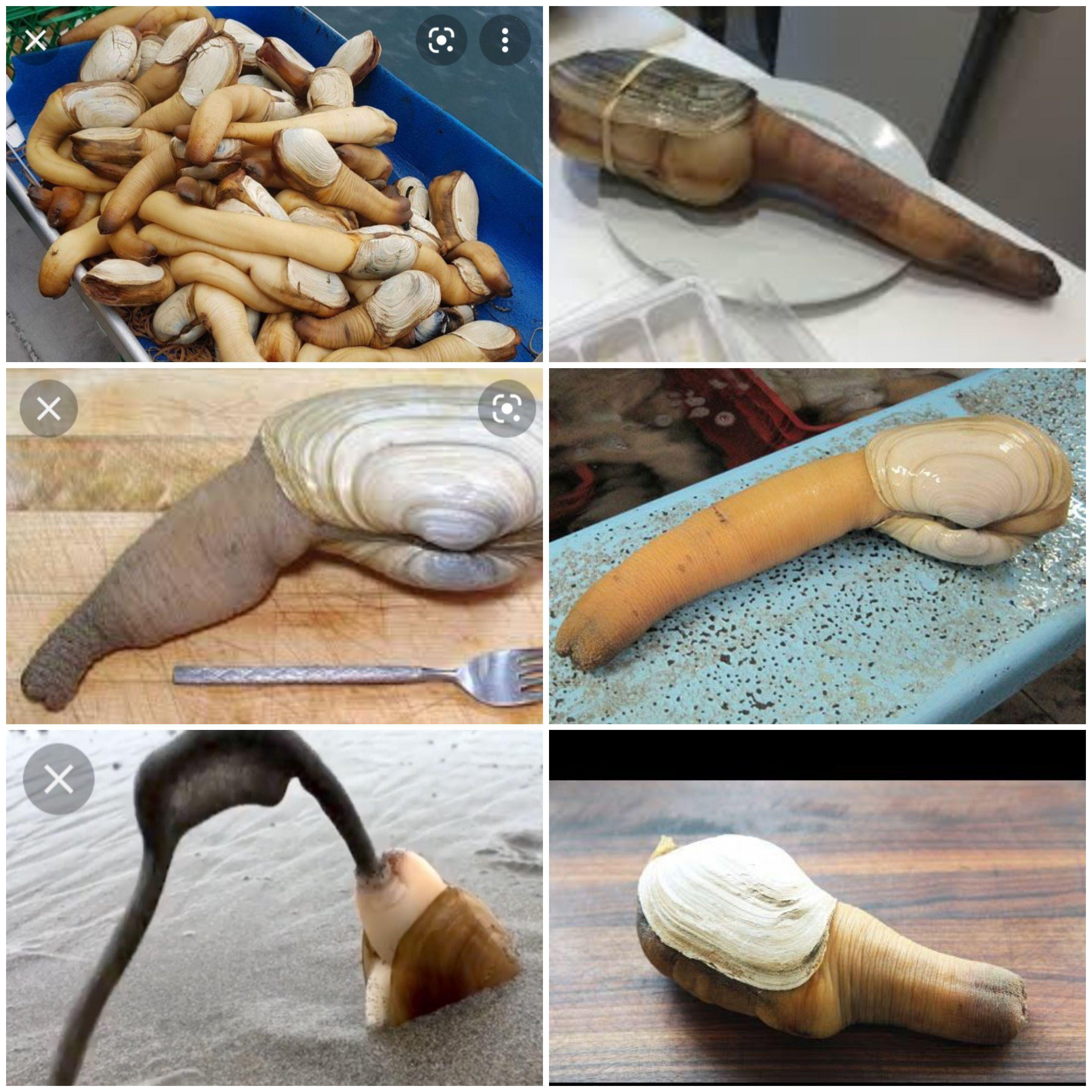 So yesterday I found out about geoduck clams. I can't stop laughing
