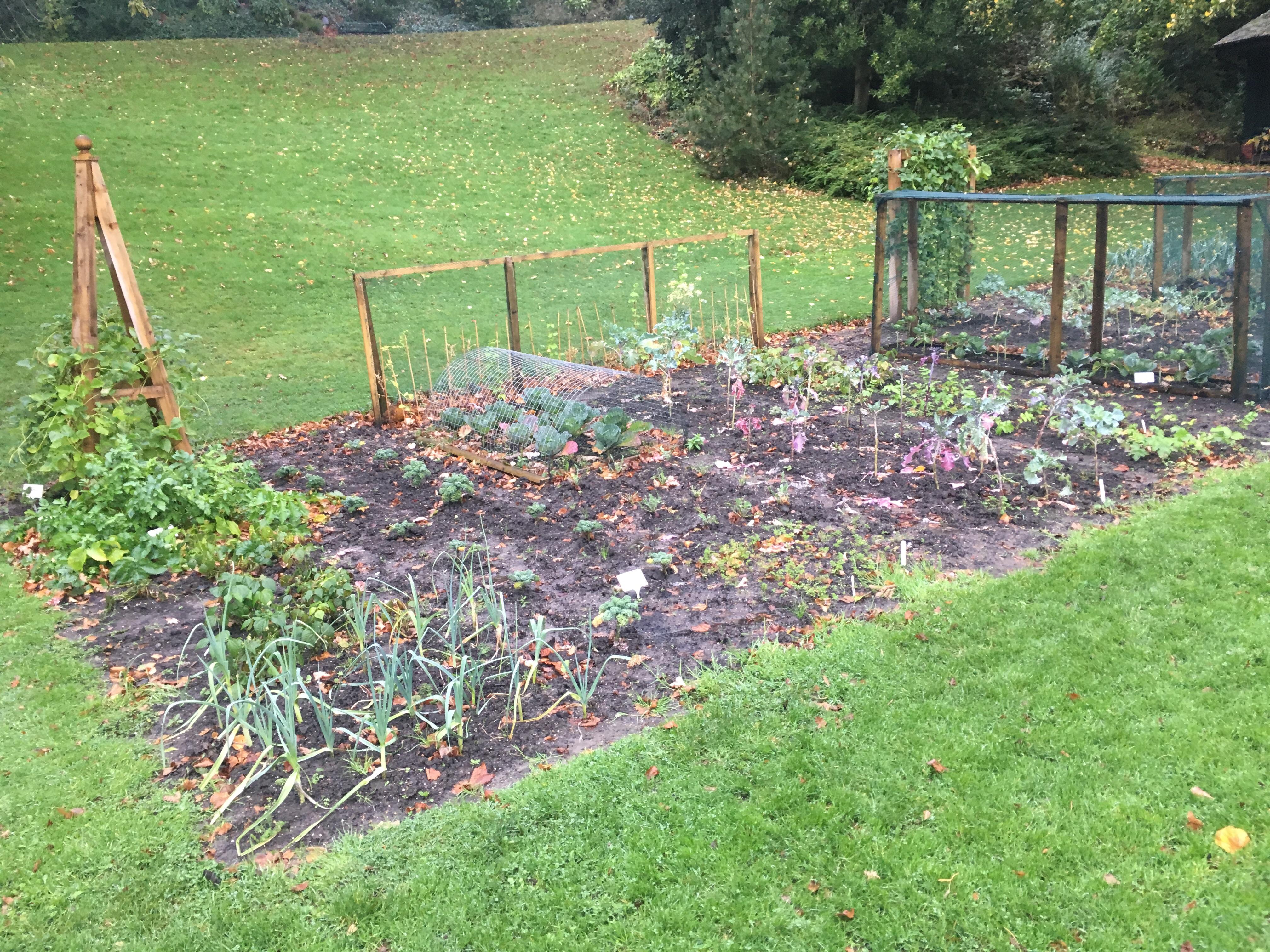A 1917 vegetable patch at my local park to teach kids about families