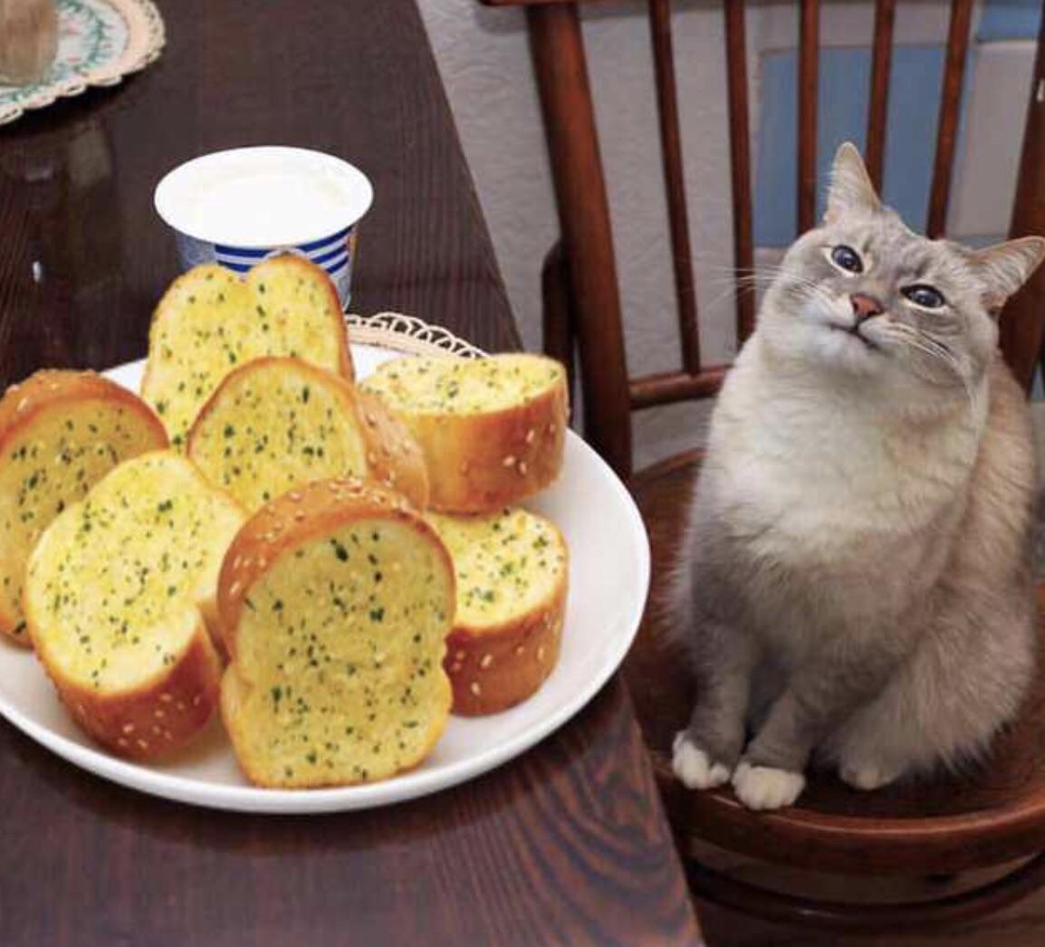 Cat loves her garlic bread r/GarlicBreadMemes