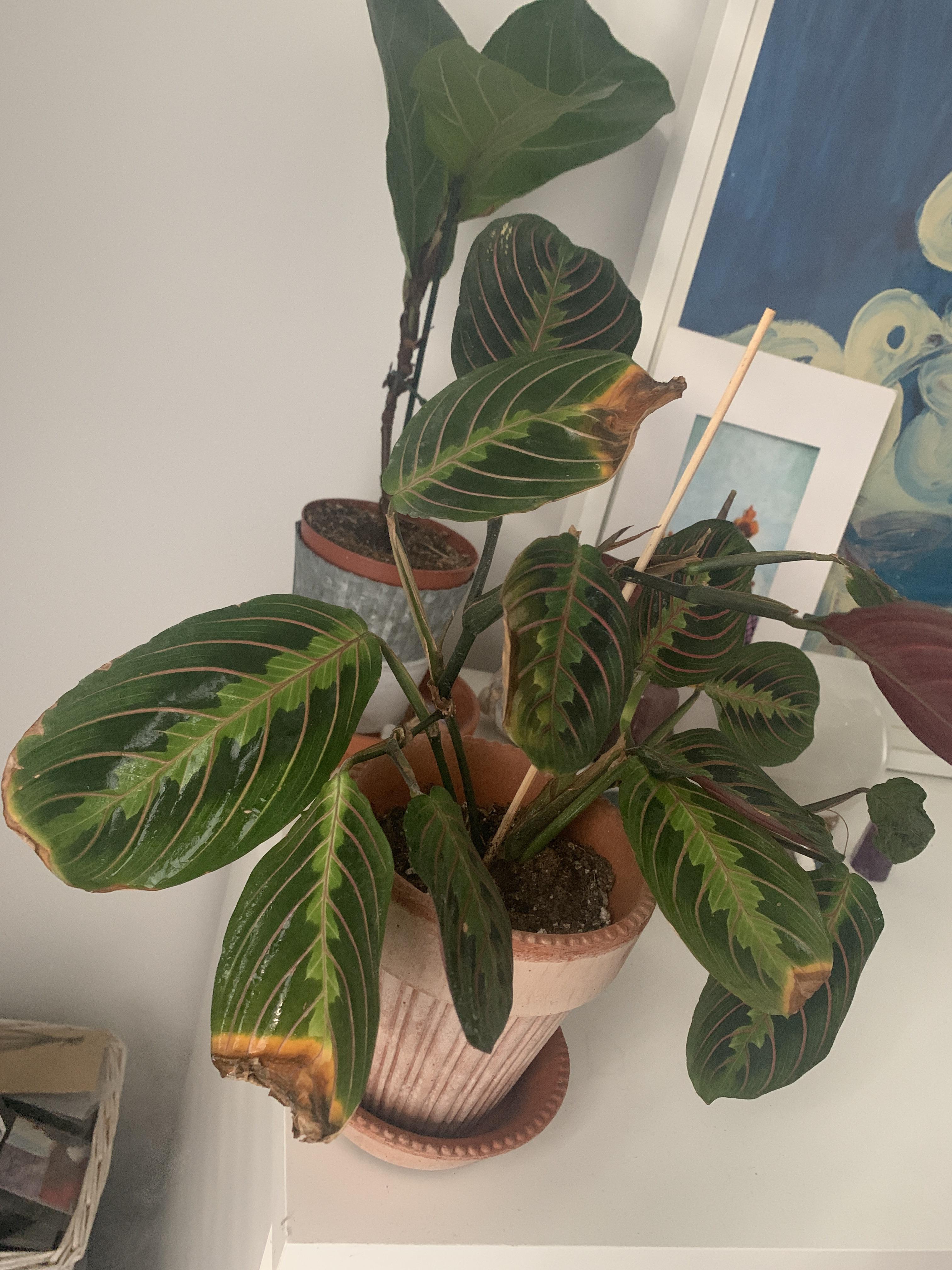 I need help with my prayer plant. Why do you think the leaves tips look
