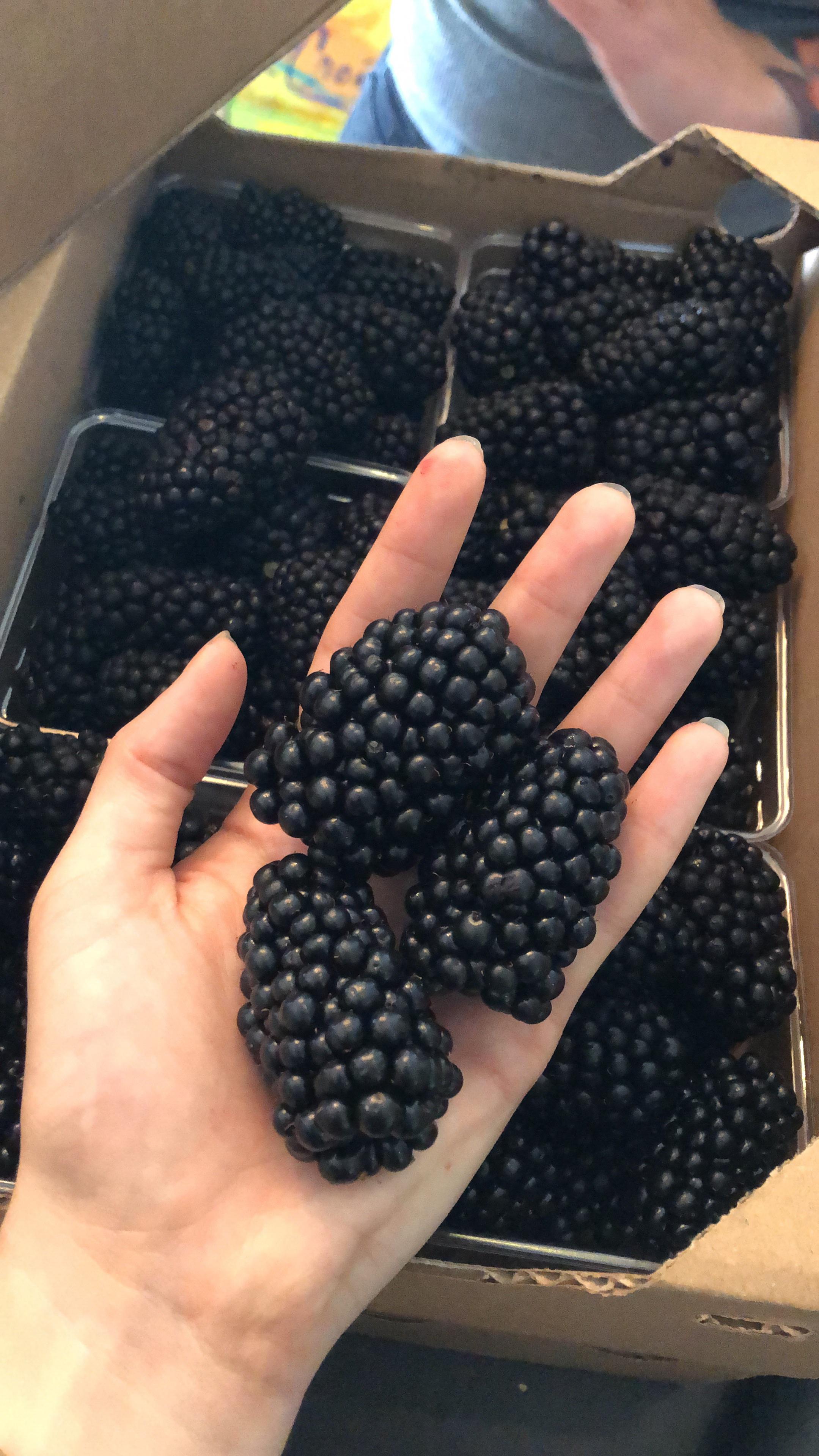 Real life Iridium Blackberries (Not my picture) r/TwointheBush