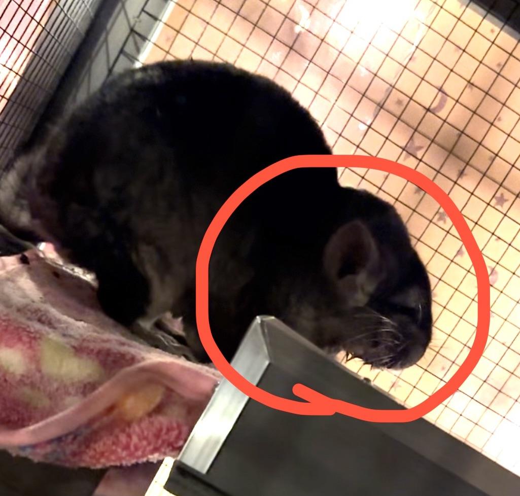 My chinchilla has Wet fur under her chin and I don’t know what to do