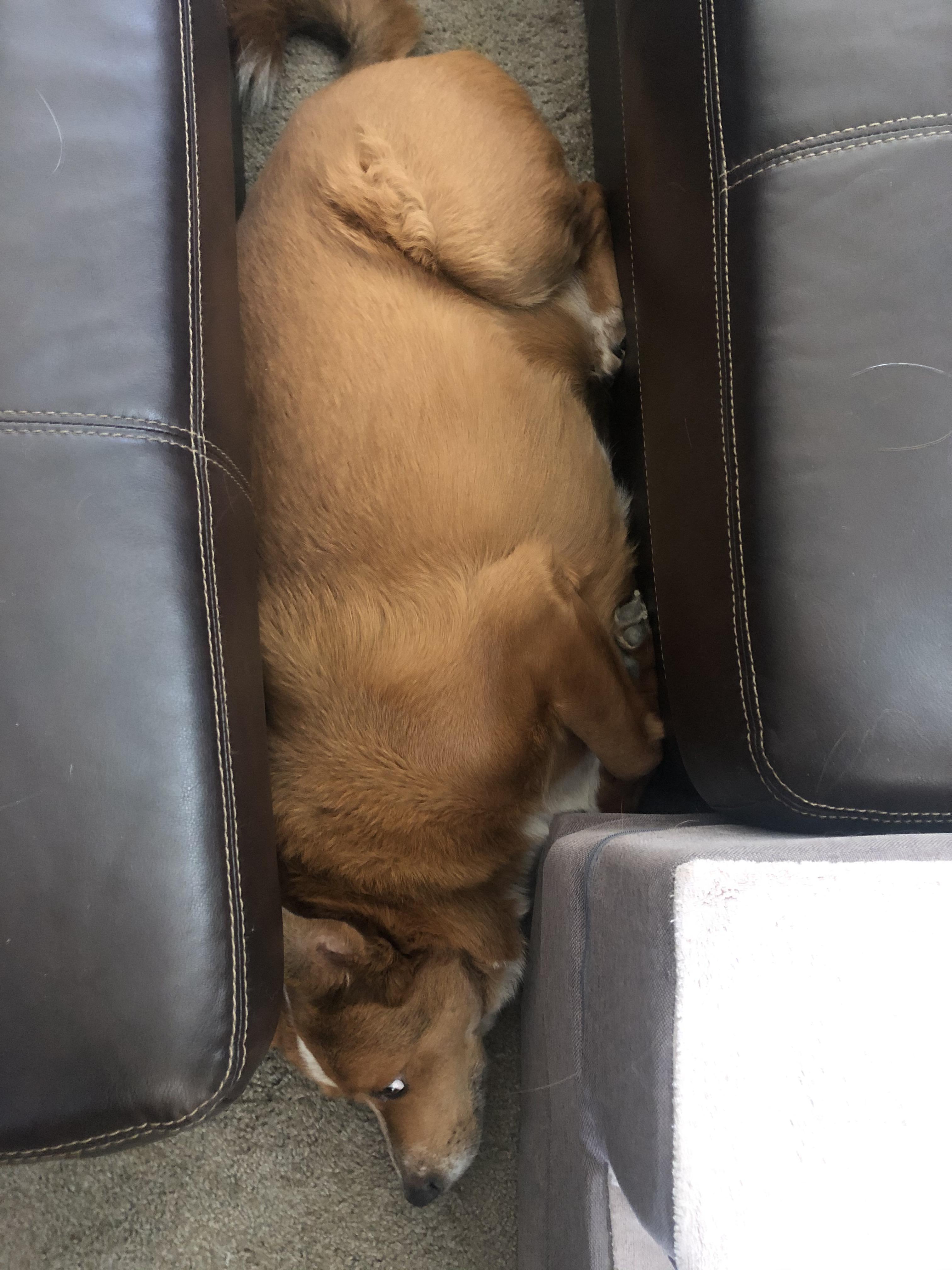 If I fits, I sits... dog version r/AbsoluteUnits