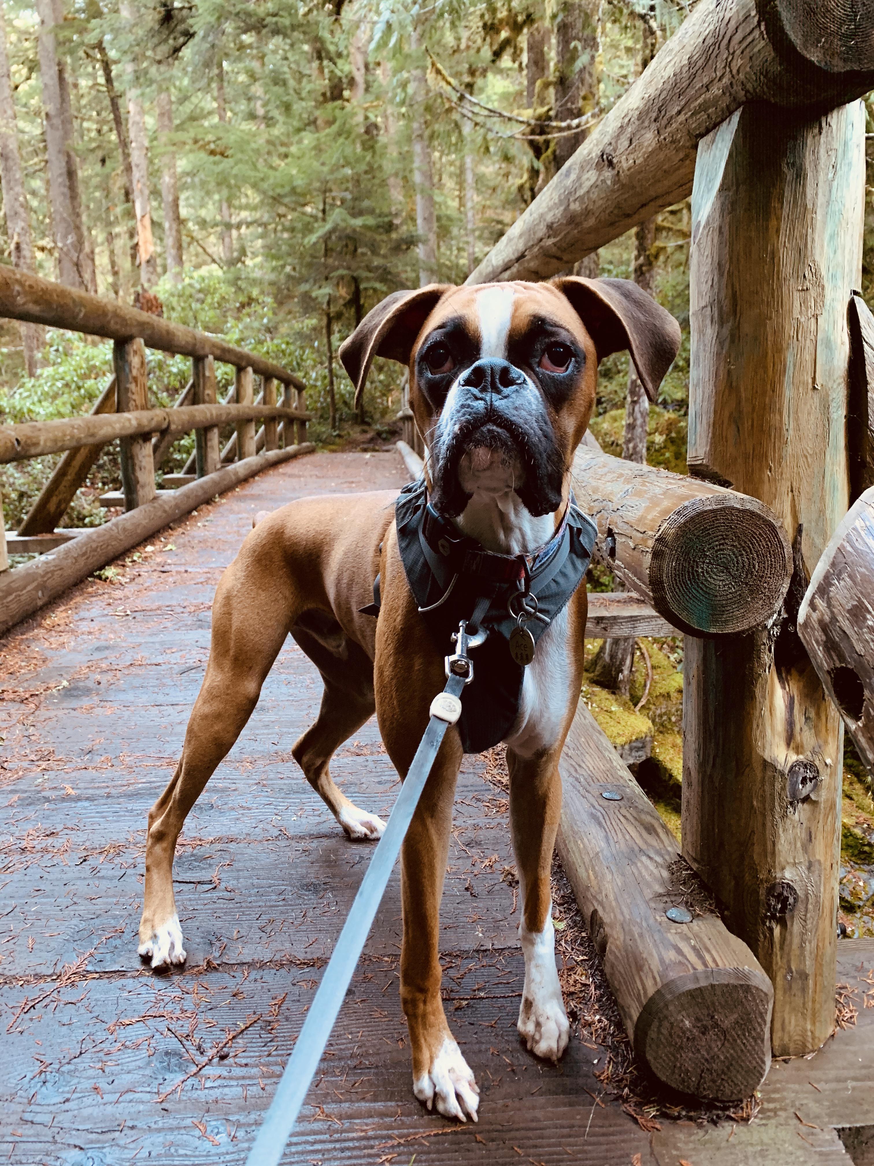 Best hiking partner! r/Boxer