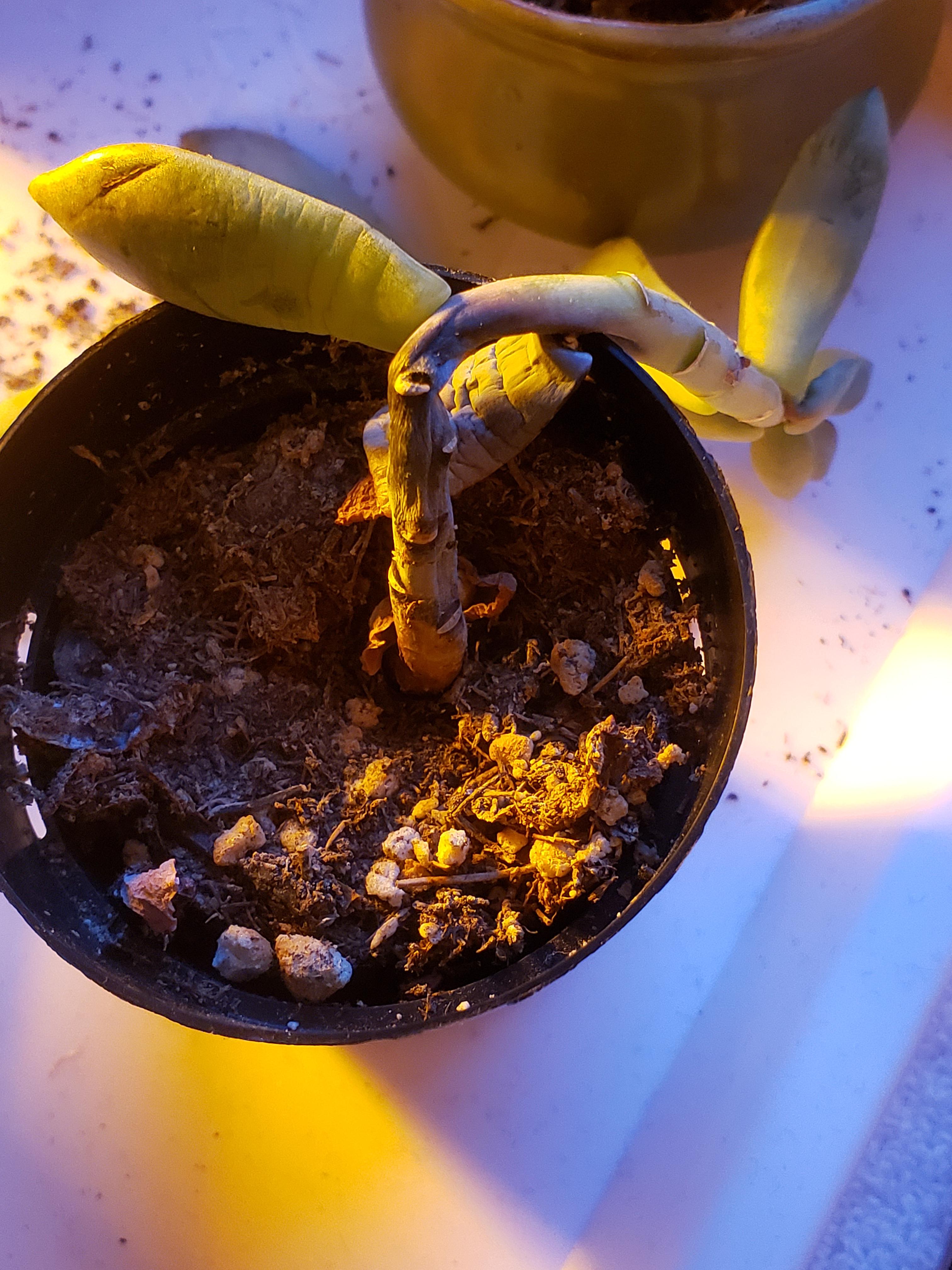 Succulent died literally overnight, stem is black, wtf happened? r