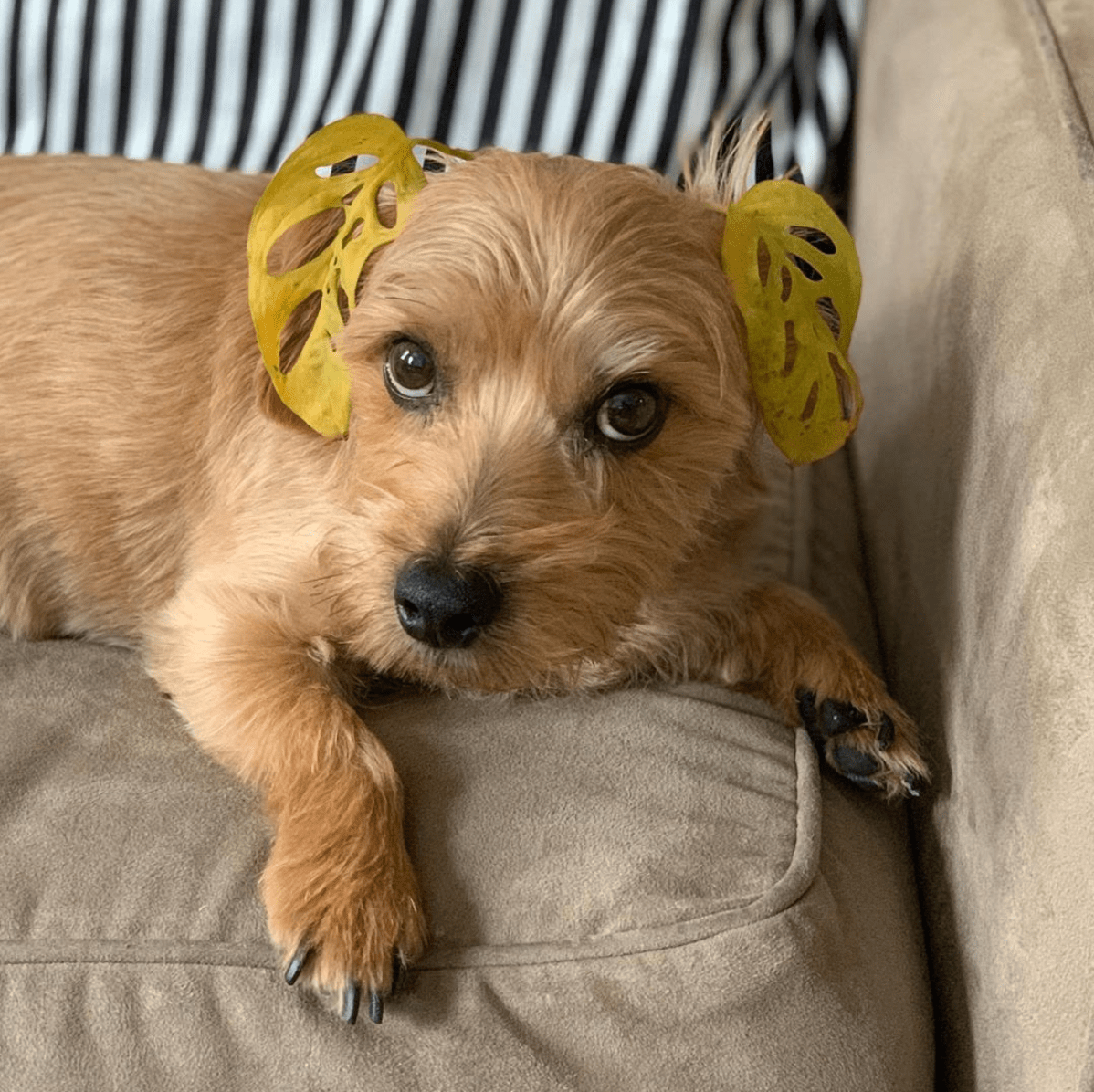 Help the leaves on my dog are turning yellow r/houseplants
