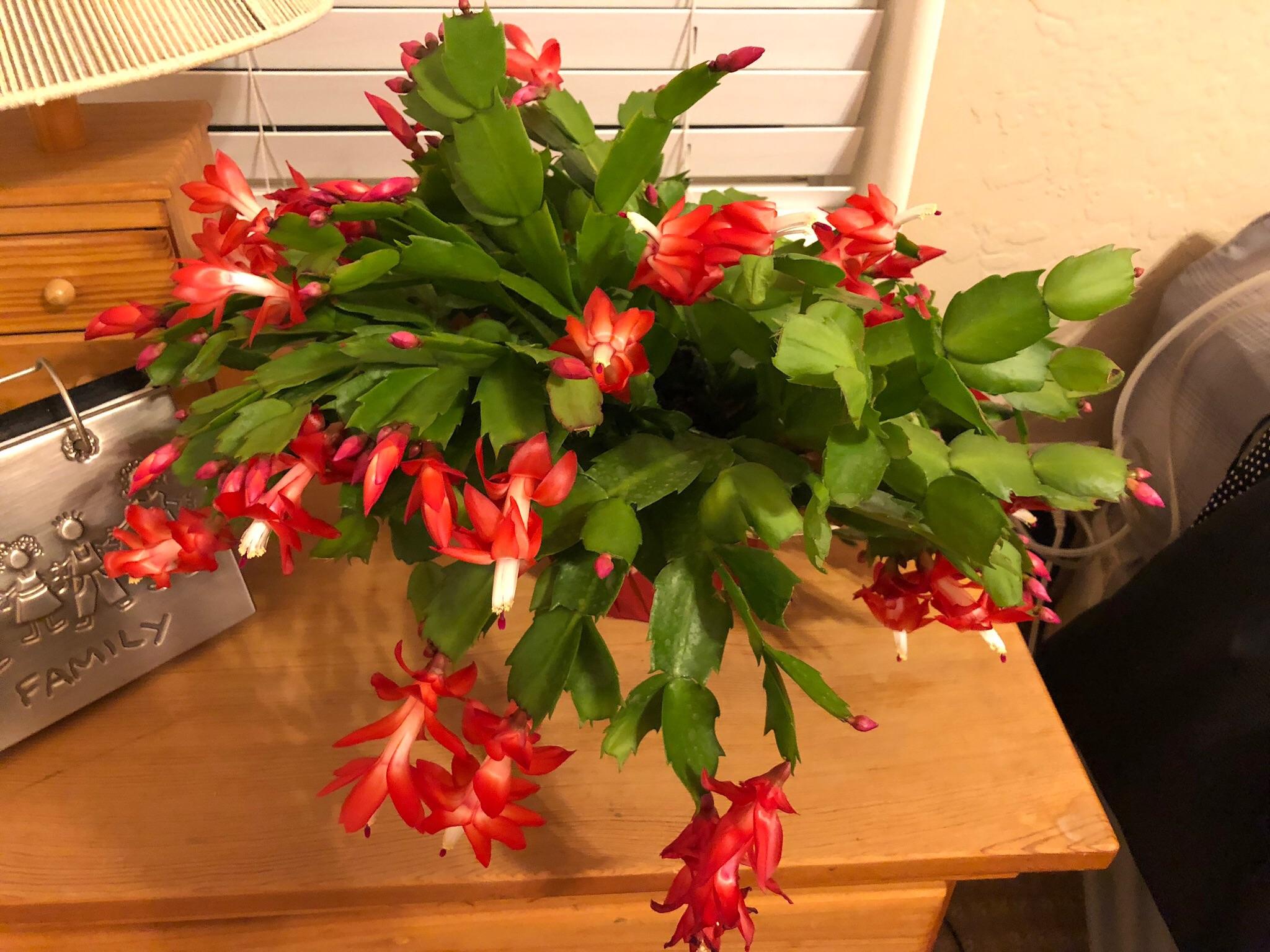 My Christmas Cactus (Schlumbergera) in full bloom r/gardening