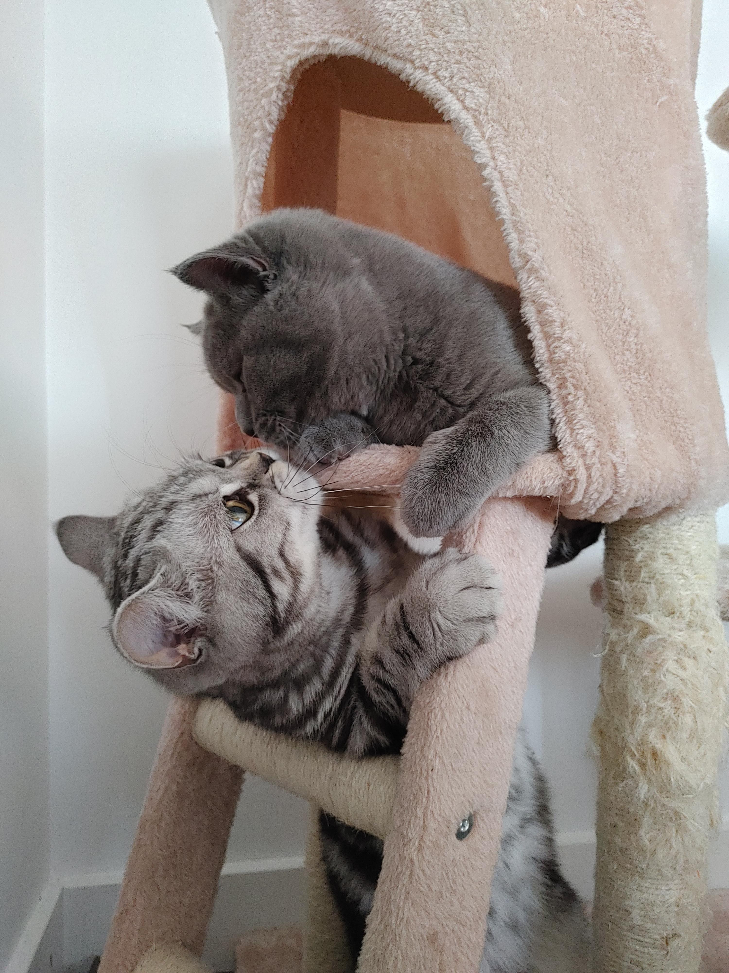 I think my cats like each other r/cats