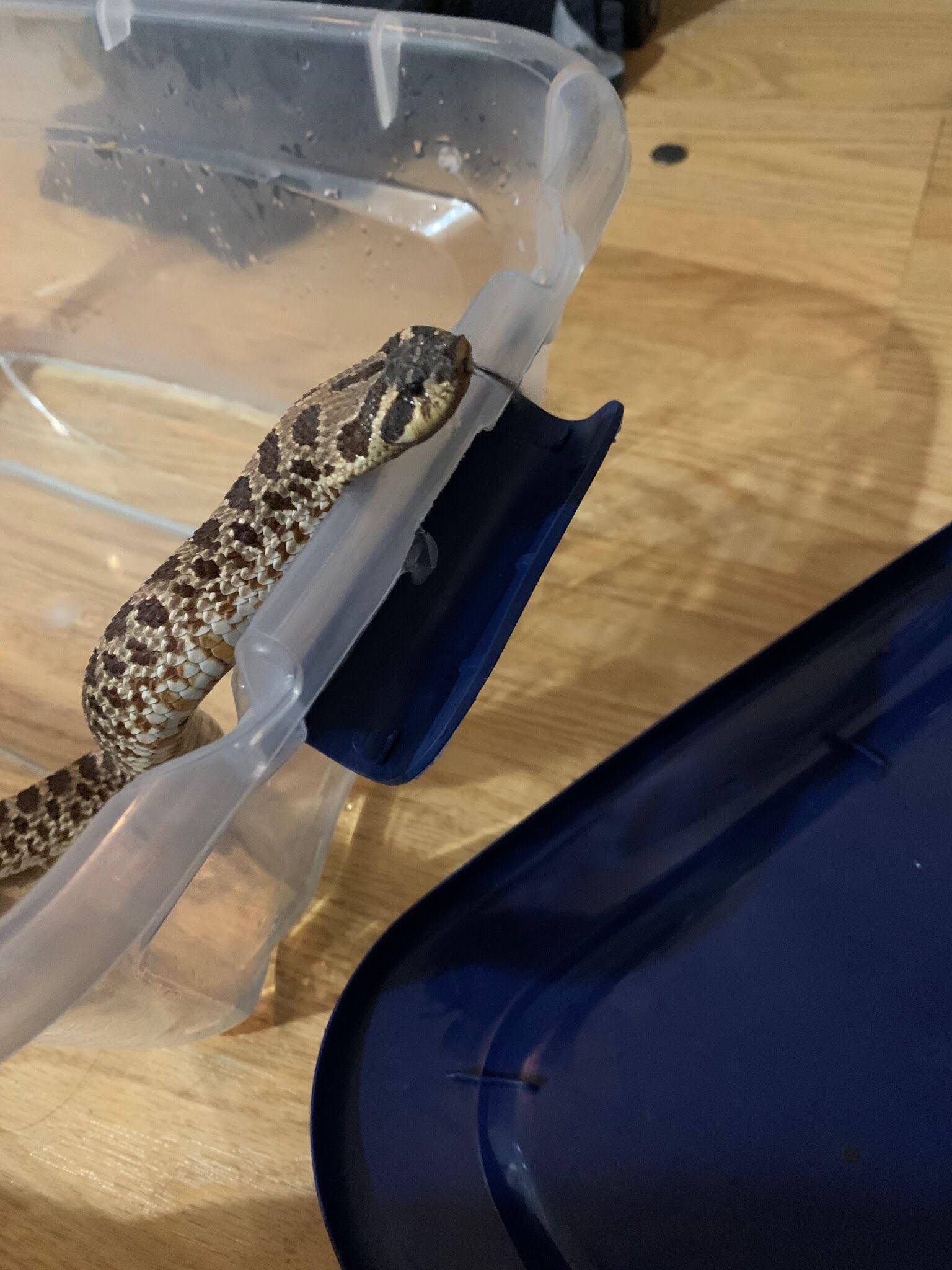 Hissy girl is very upset about getting a bath. She's on a hunger strike