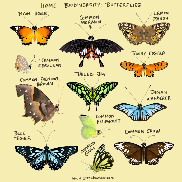 A guide to some butterfly species found in Nagpur by thetoonguy r/nagpur