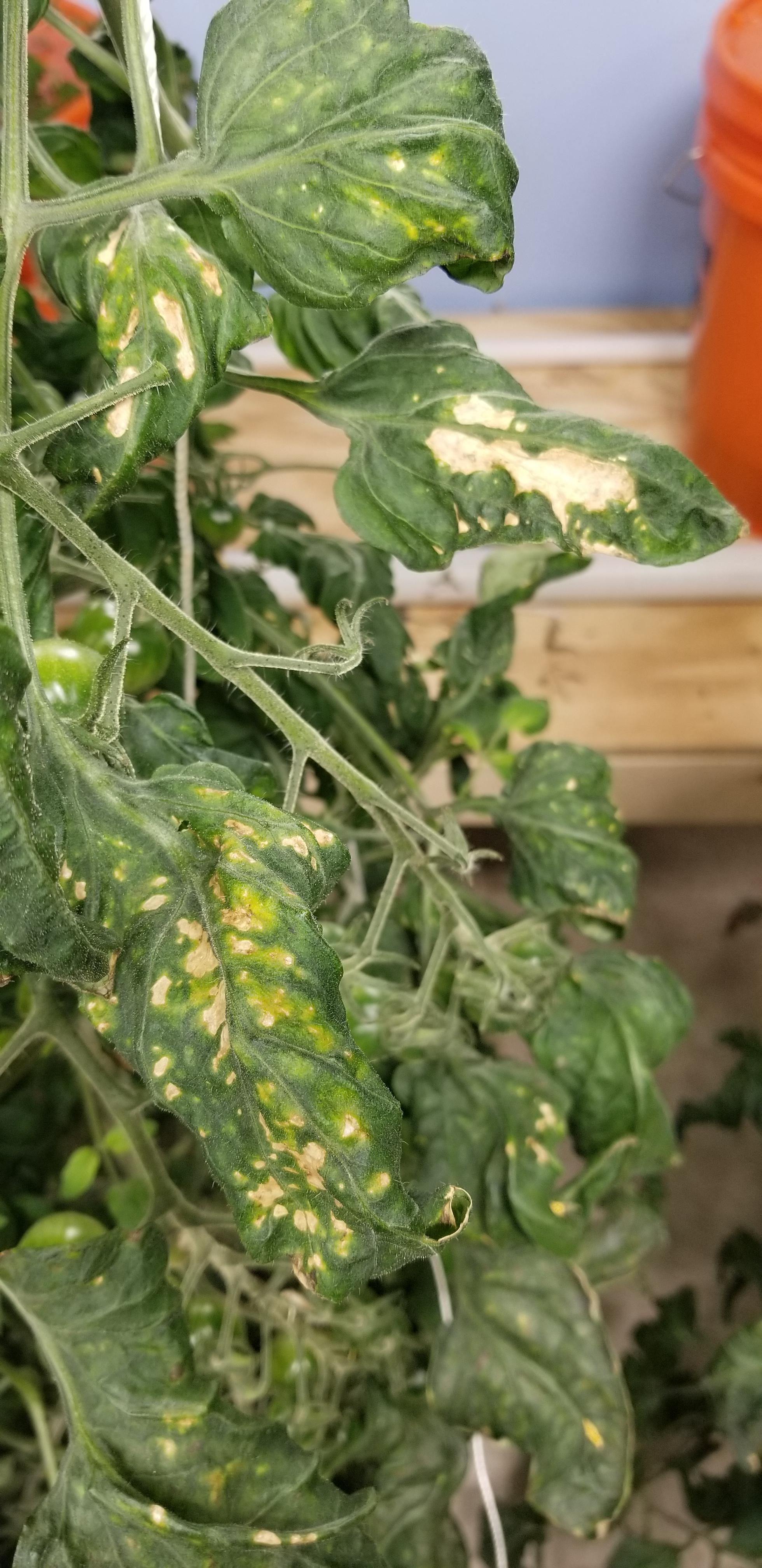 Dutch bucket tomatoes in perlite. Any idea? r/Hydroponics