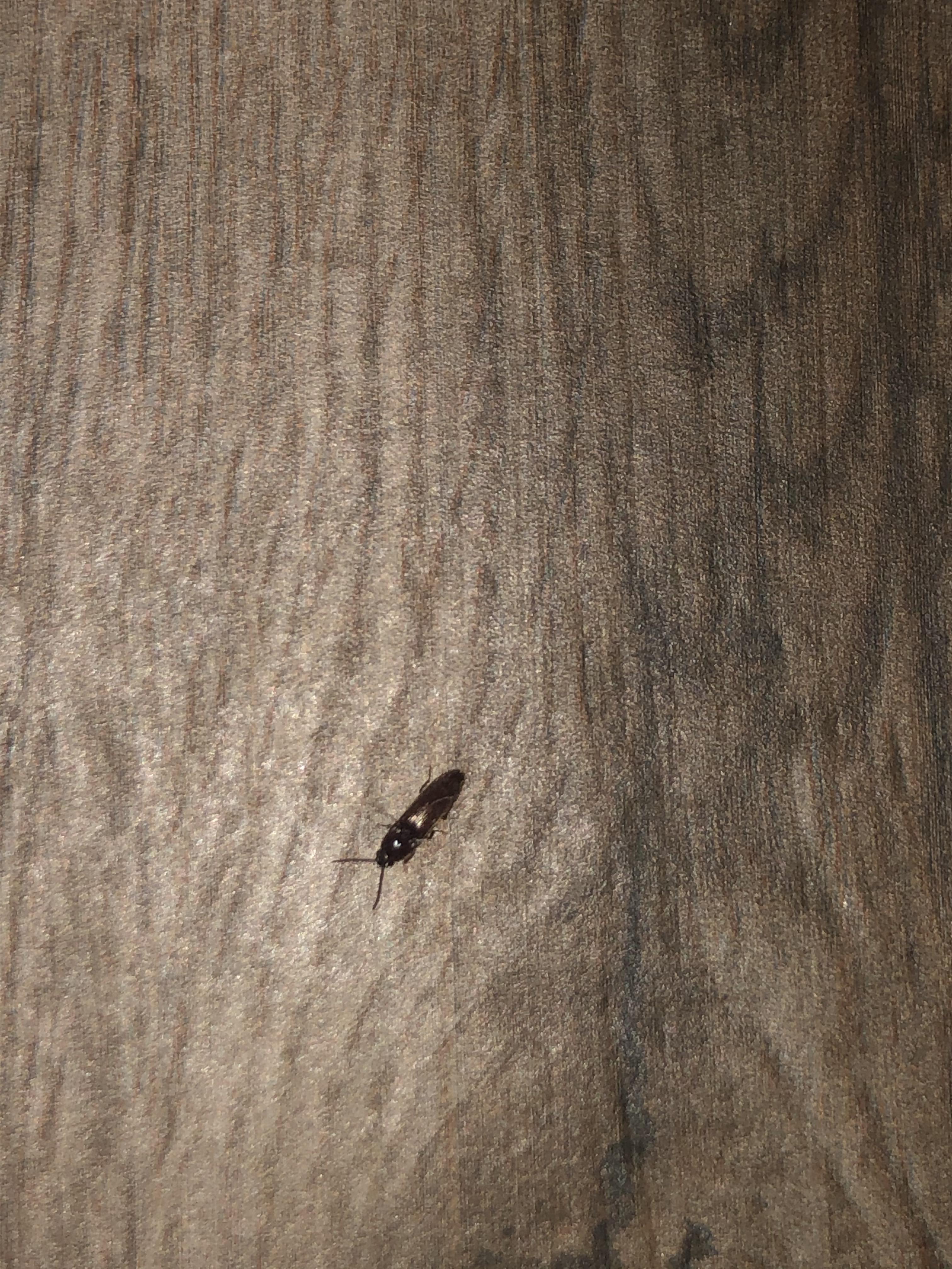 Texas, Bug makes popping noise when it jumps. r/whatsthisbug