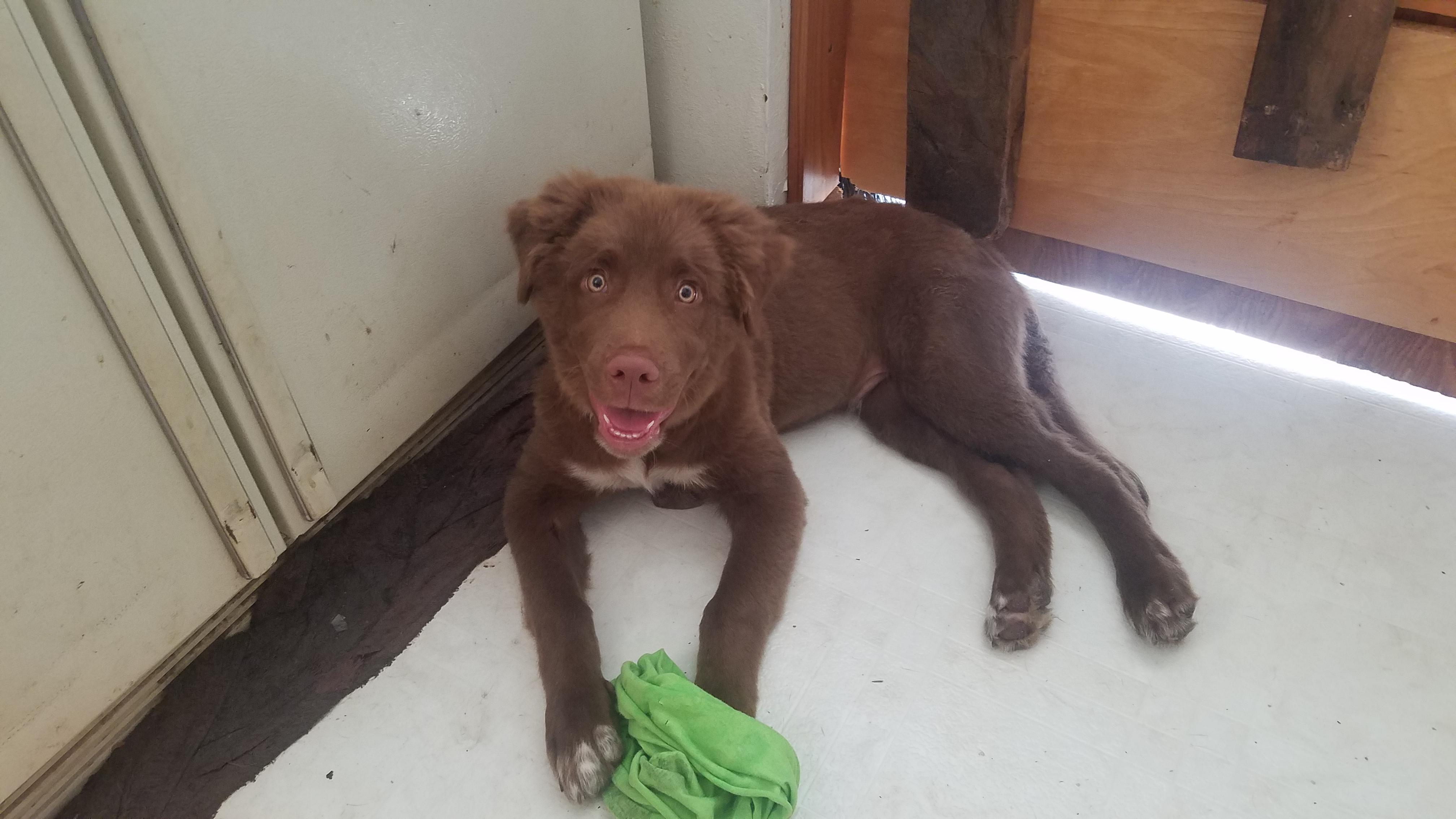 This is Jackson, a chocolate lab/Australian Shepard mix. r/cute