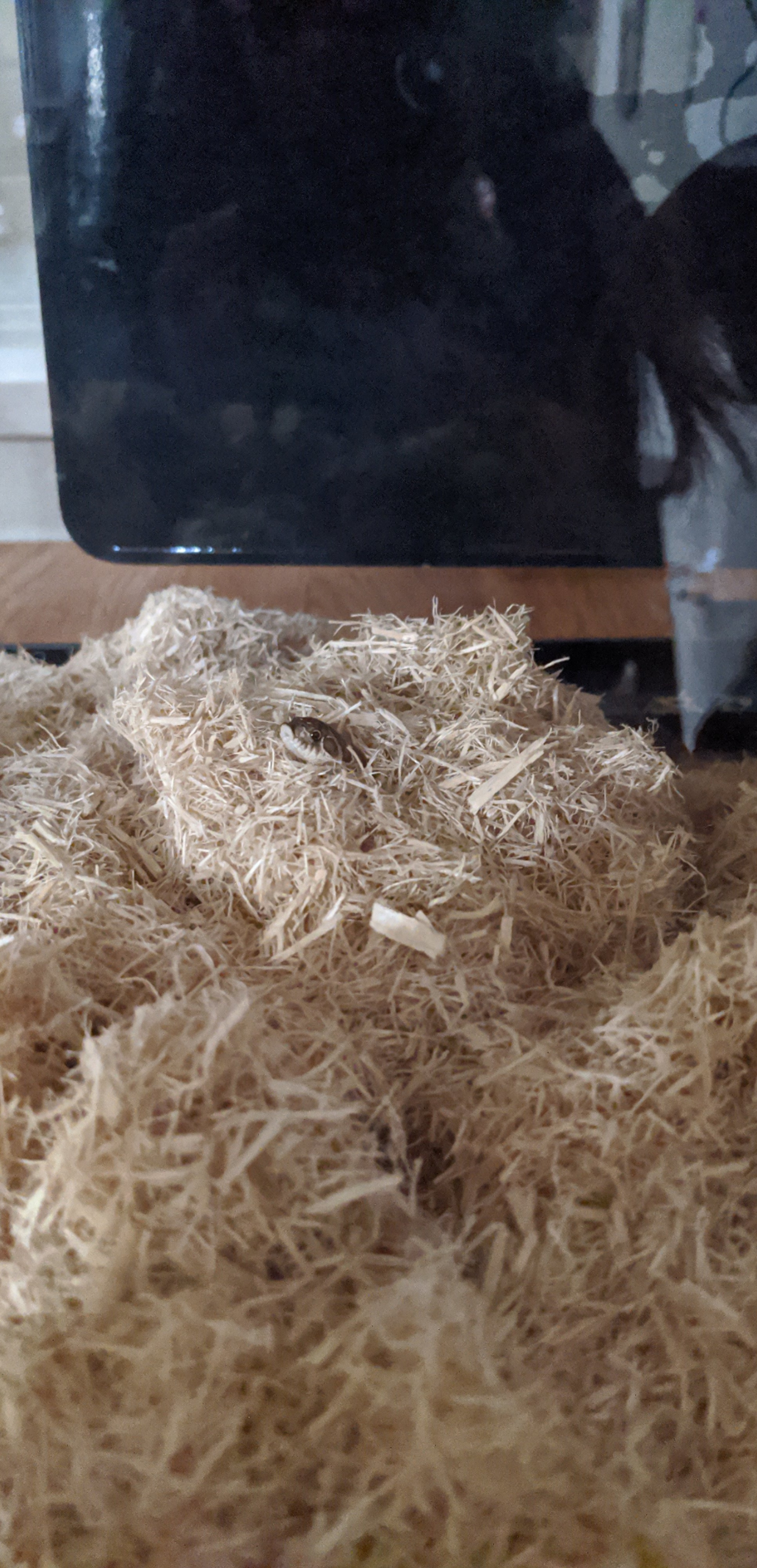 How to keep bulk frozen feeders with out losing them to freezer burn