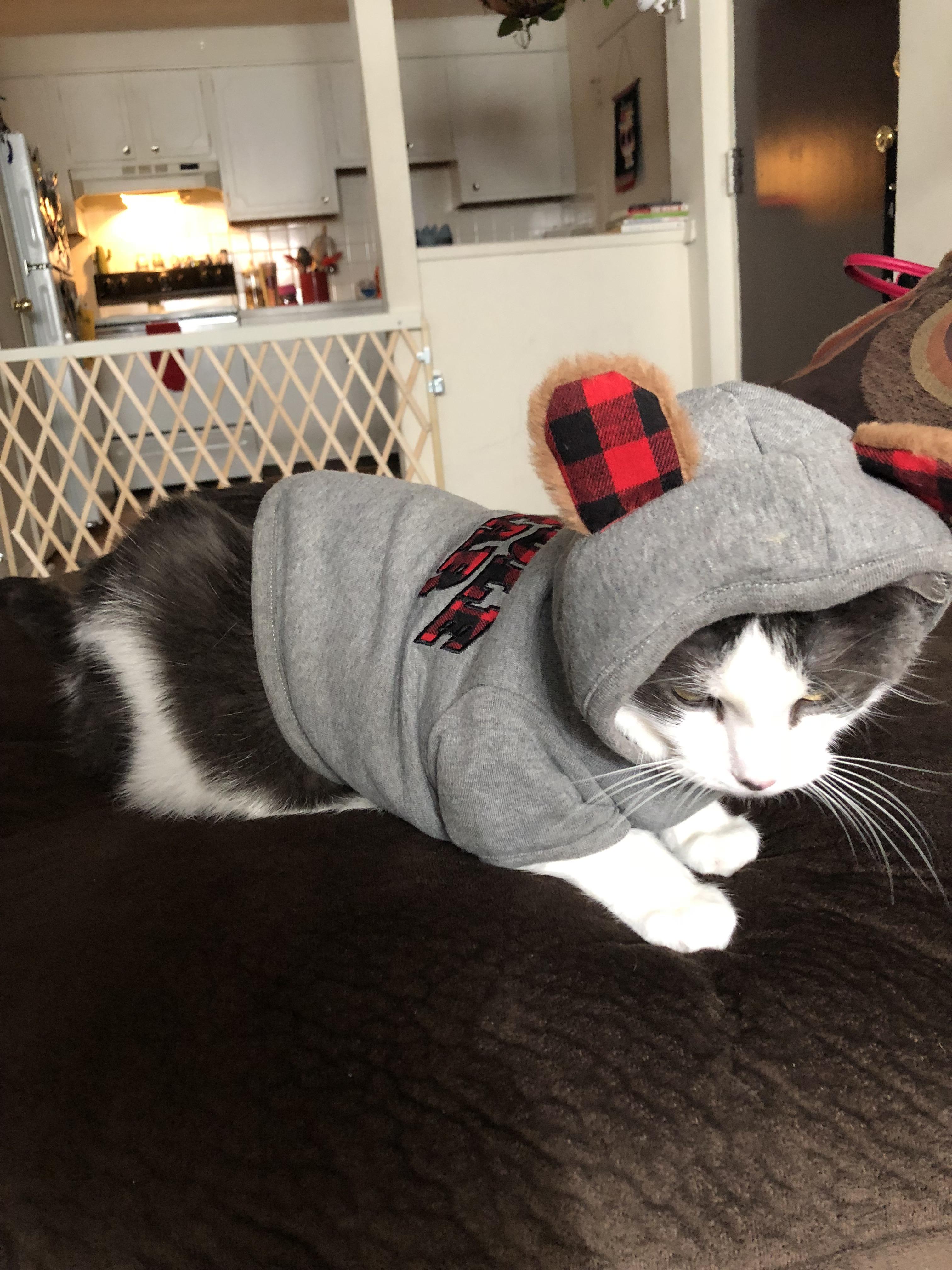 When you dress your cat up once to see how it feels to be like Colt. 🐱