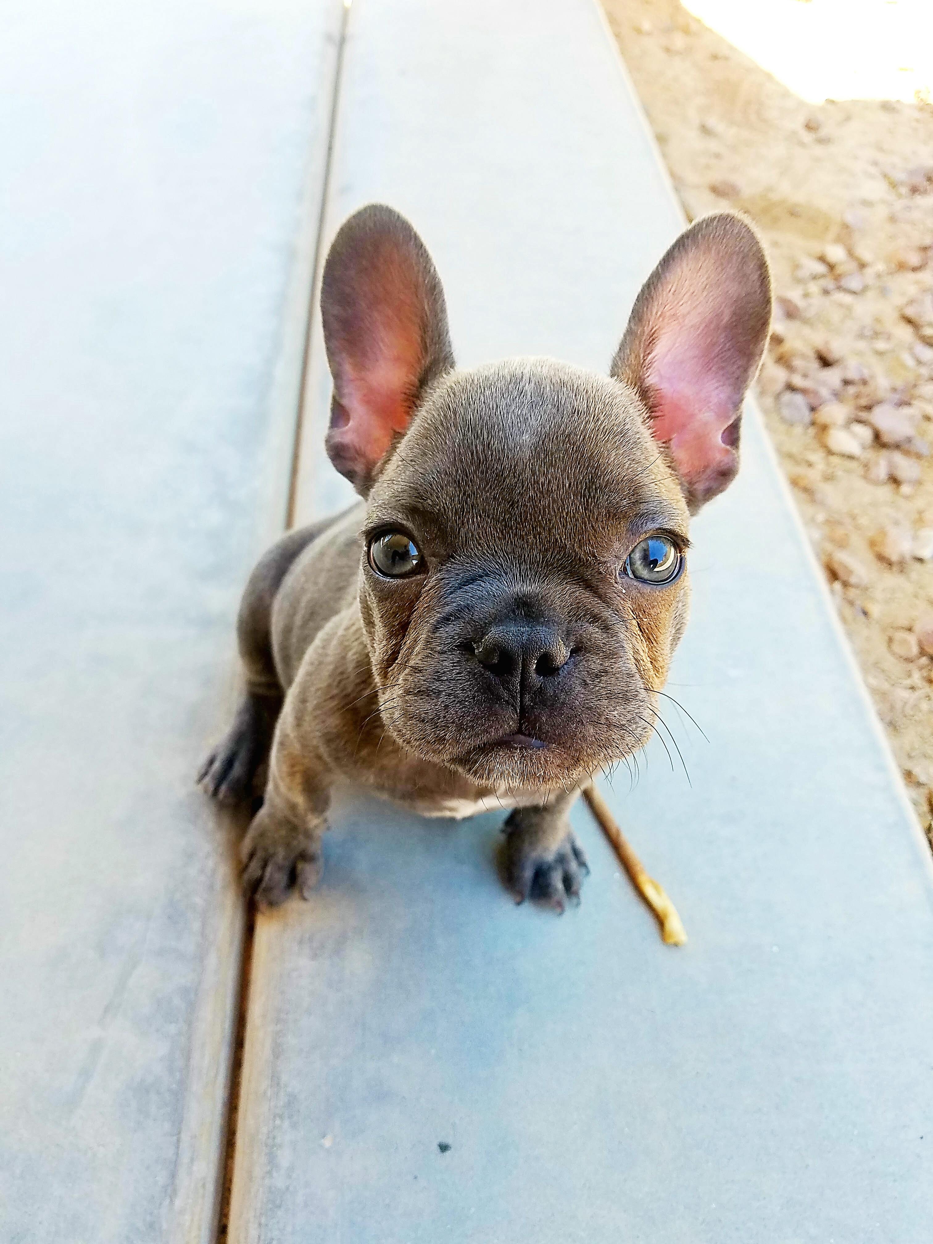 Meet my 3 month old Blue Frenchie r/aww