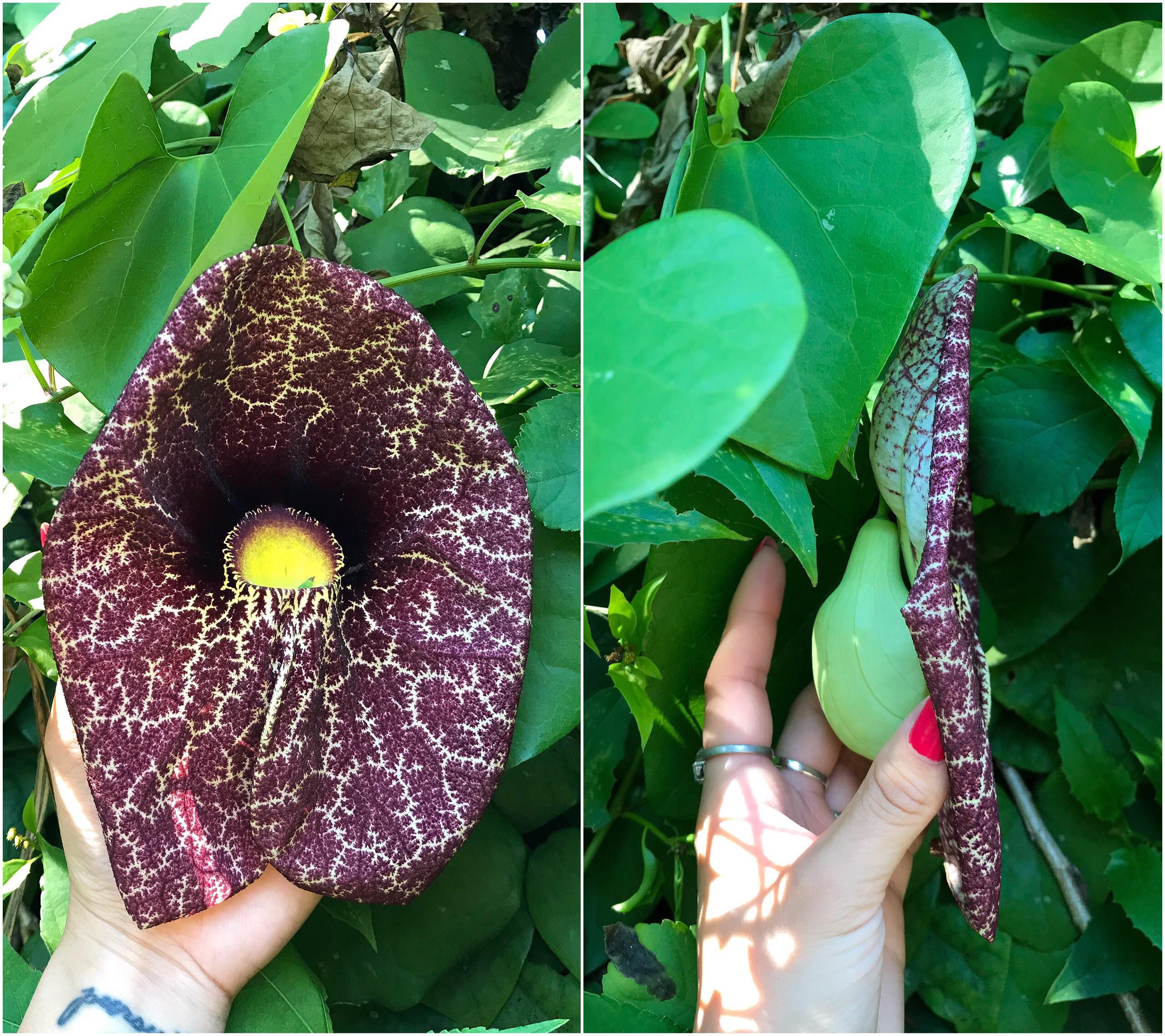 Dutchman’s Pipe Vine at the Sunken Gardens. r/BotanicalPorn