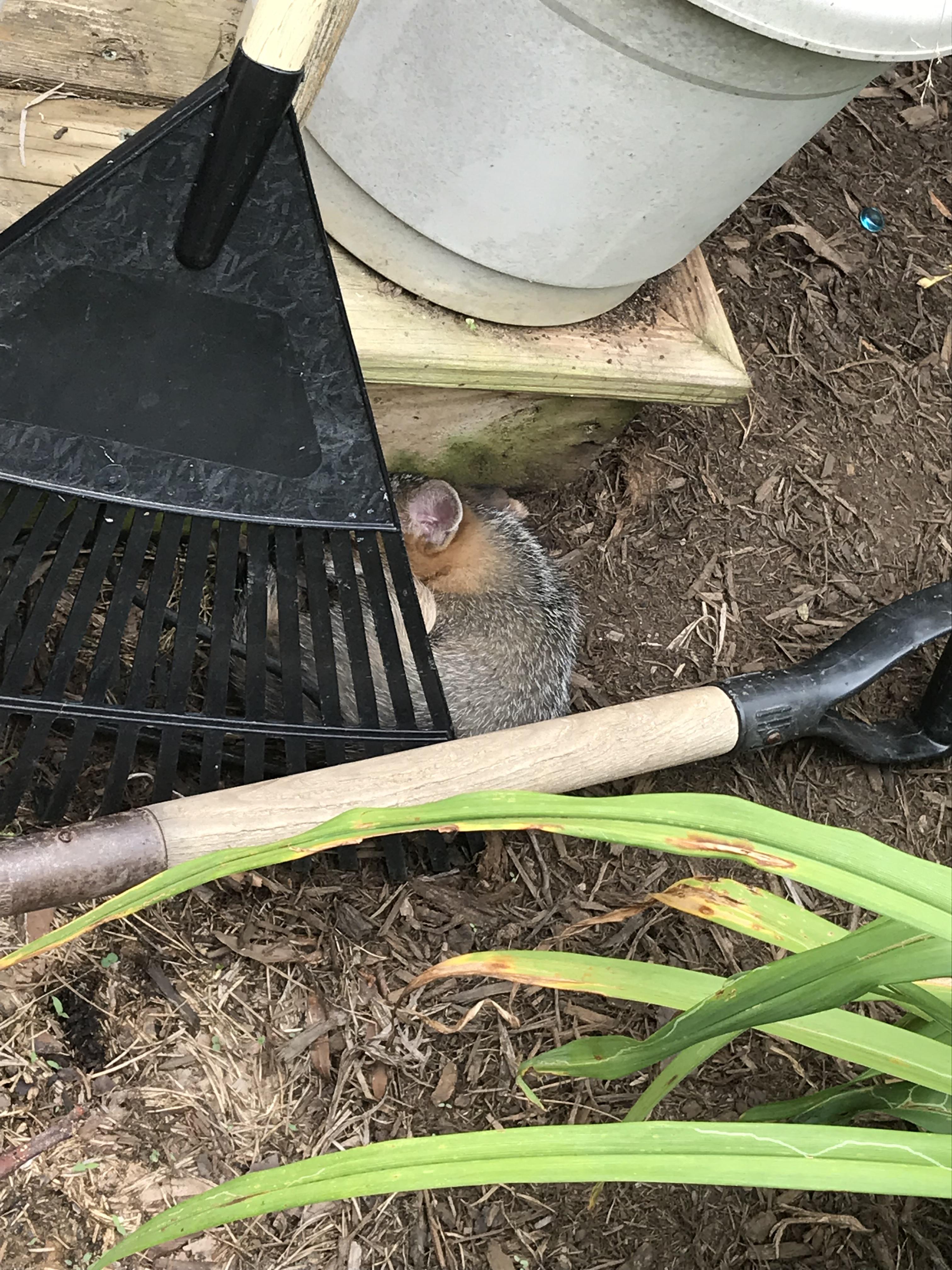 Baby fox asleep behind the rake r/aww