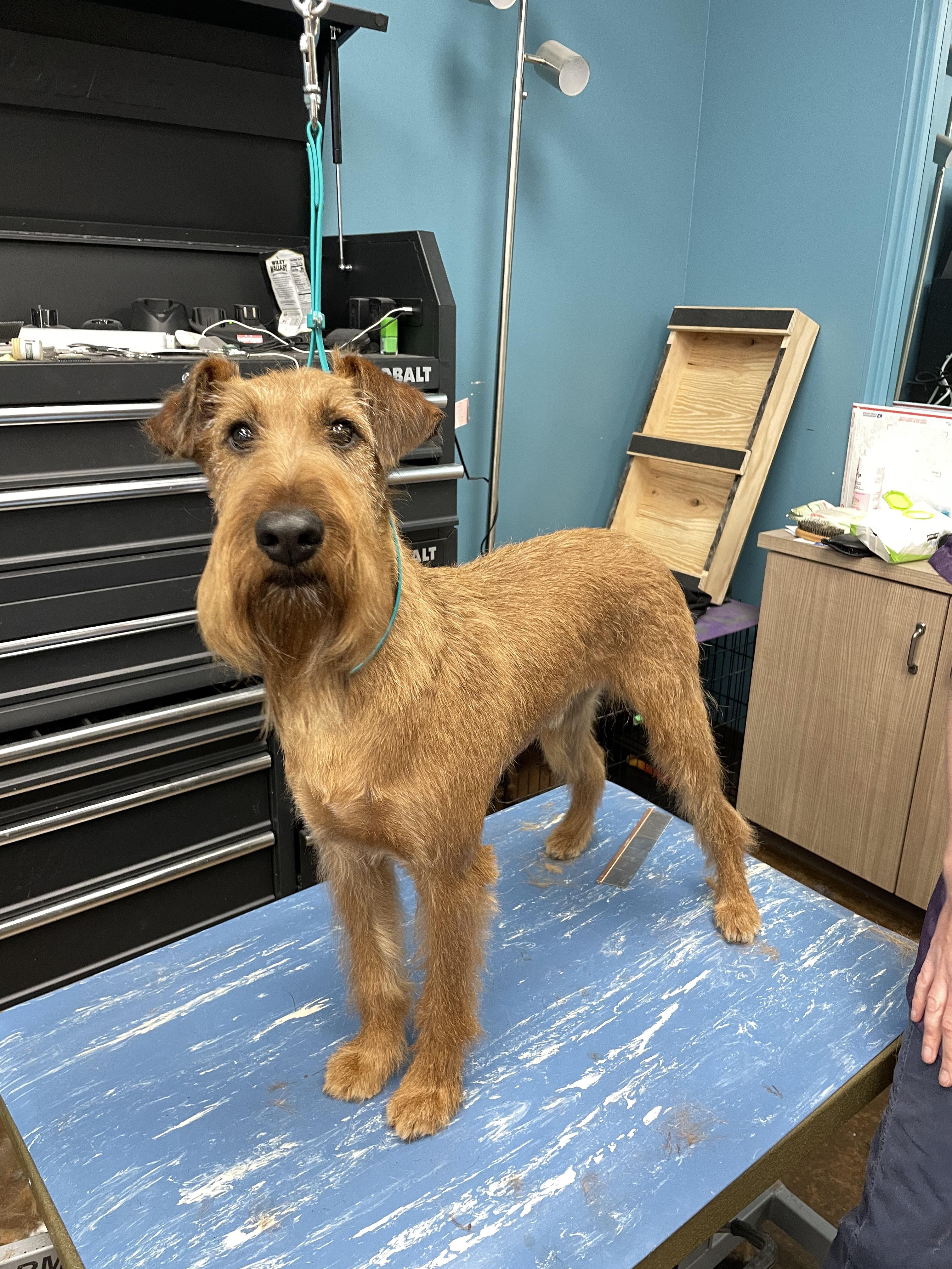 Hand Stripping Irish Terrier