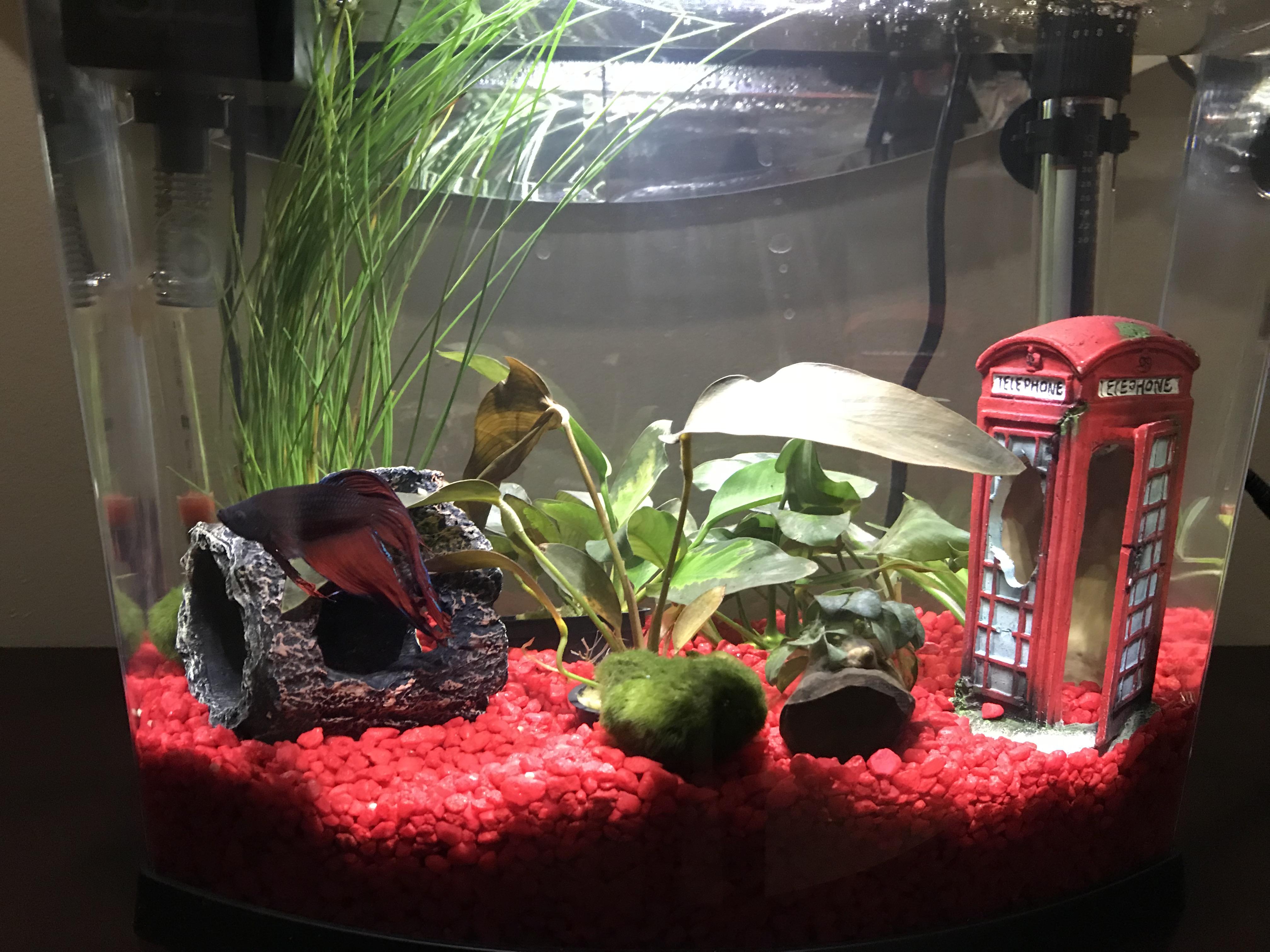 Betta Fish Hiding From Me BETTAKUS