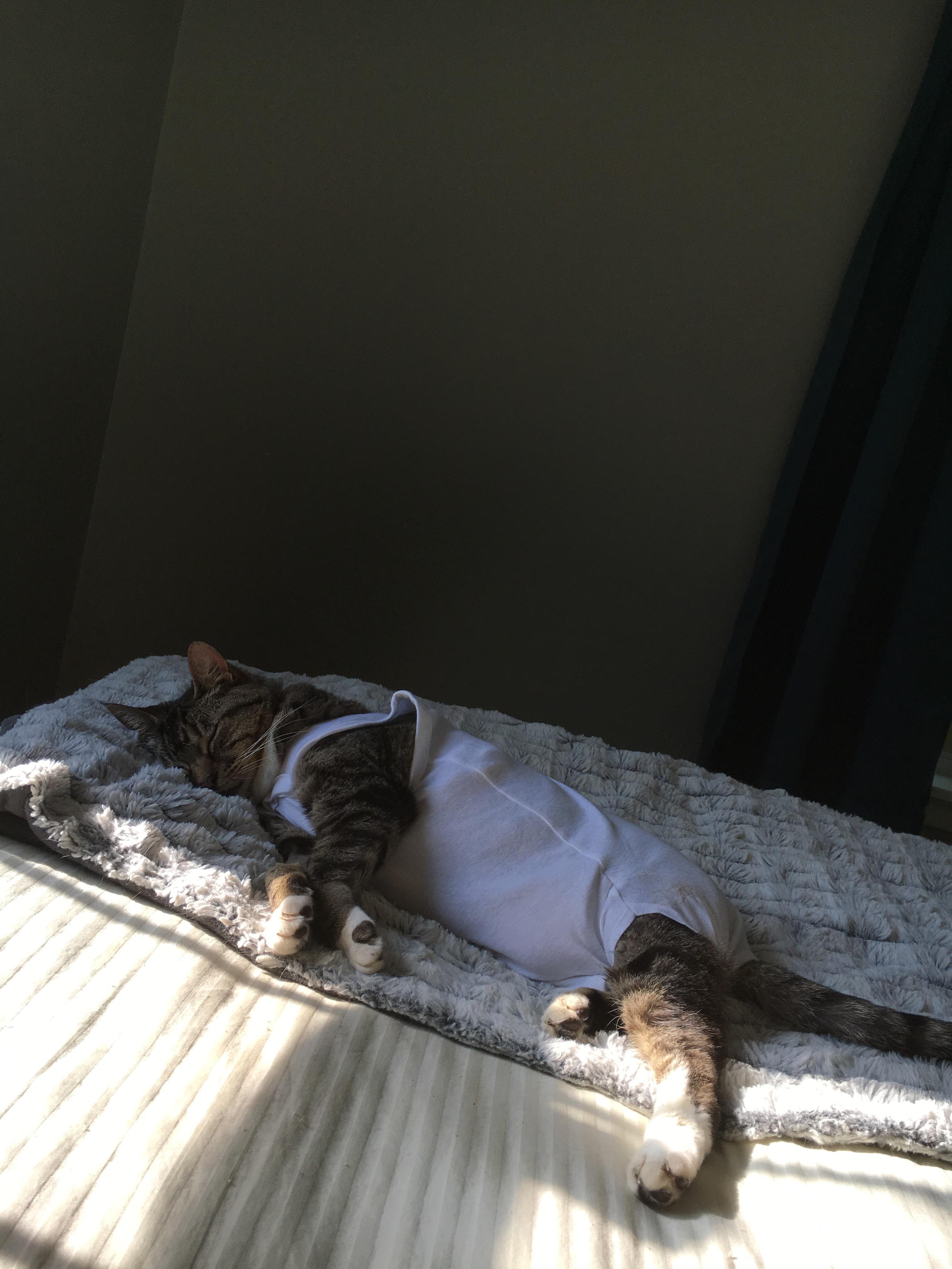 My cat in a onesie after her surgery r/aww