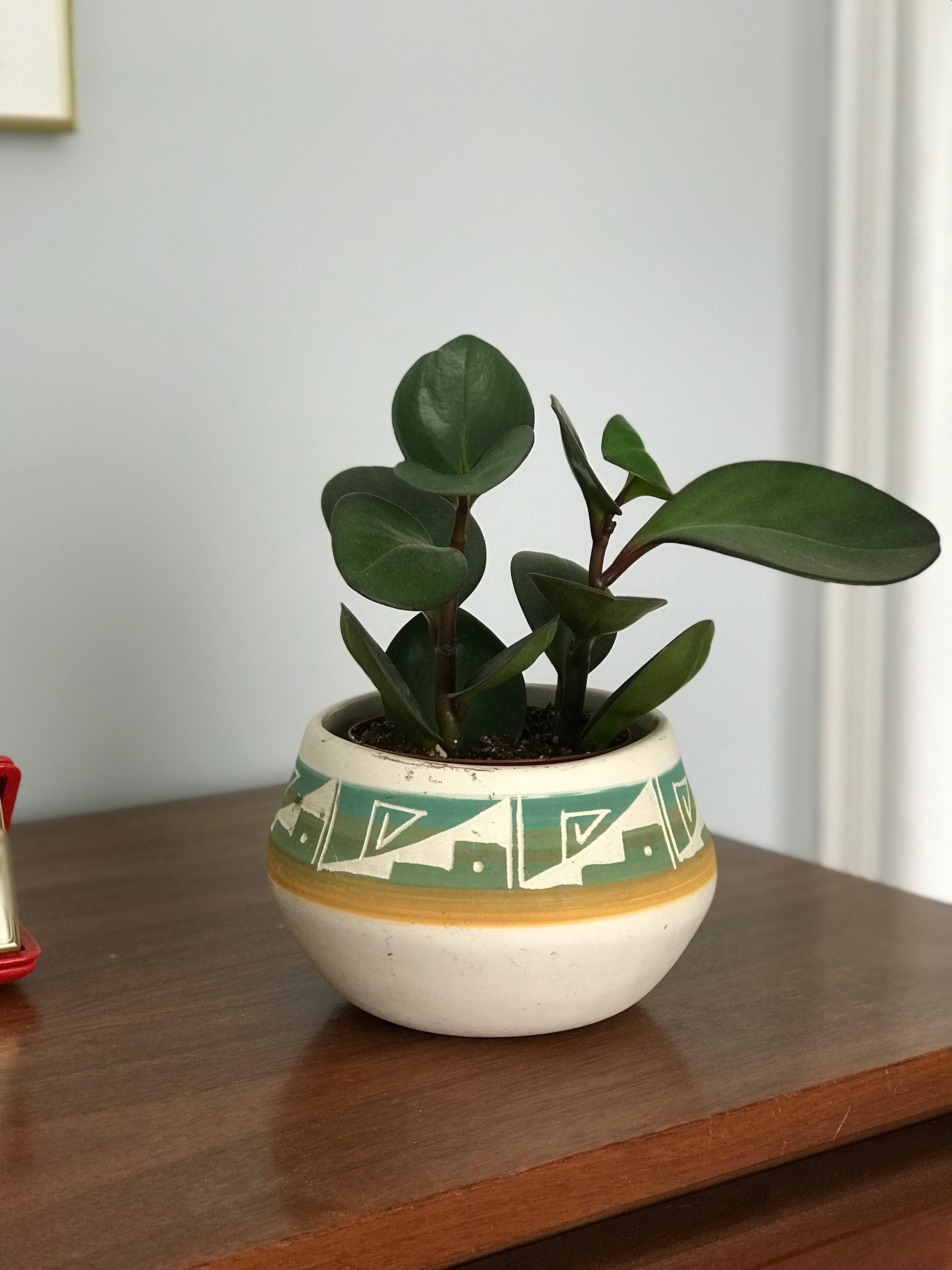 Found a cool little plant pot for 4 r/ThriftStoreHauls