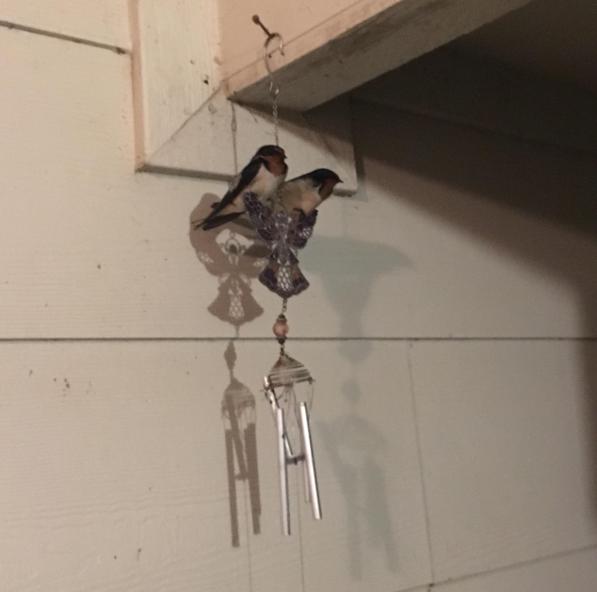 These Barn Swallows nest on my front porch every year. r/aww