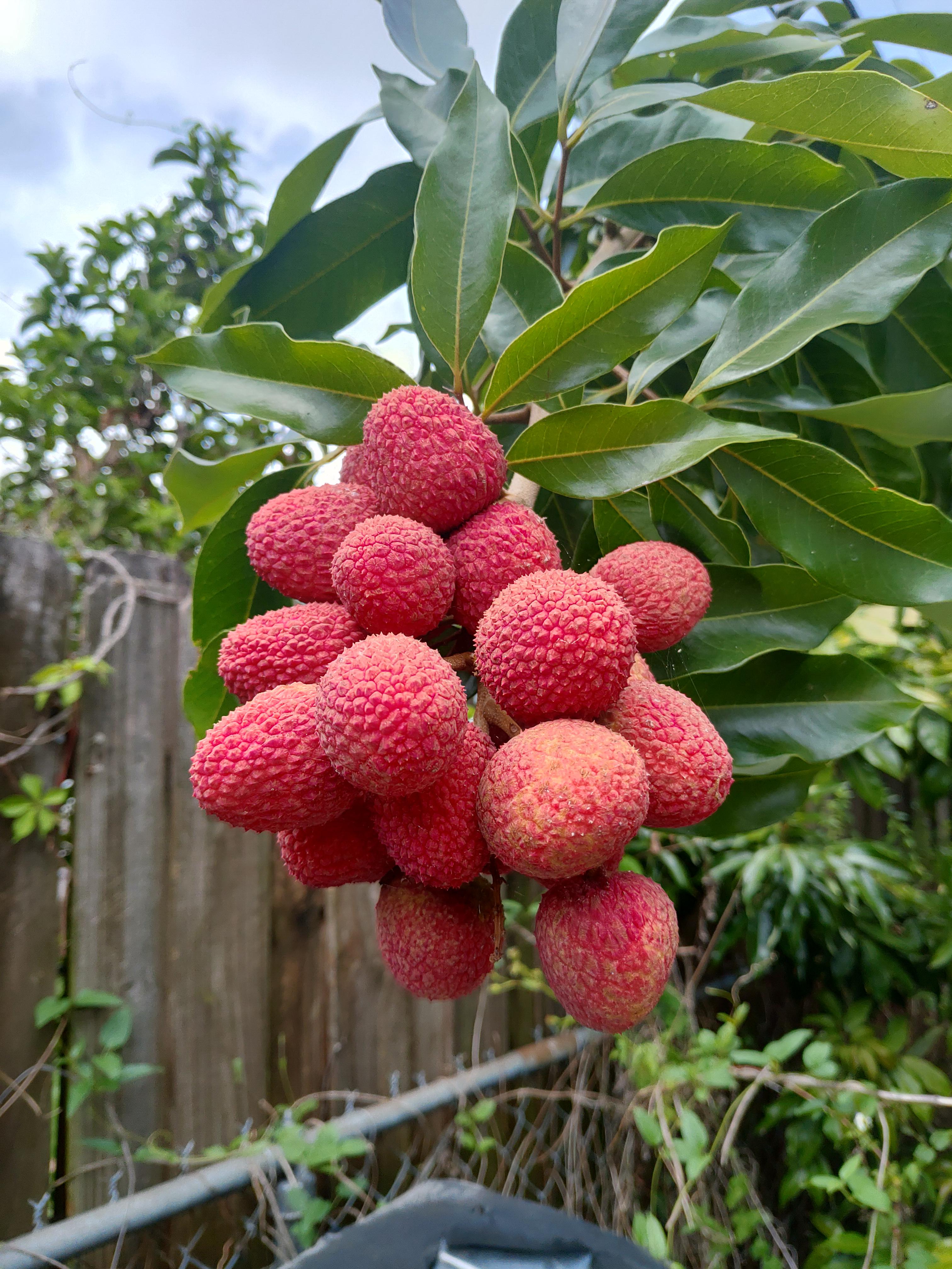 Lychee in central Florida. I just tried one and they are *almost* ripe
