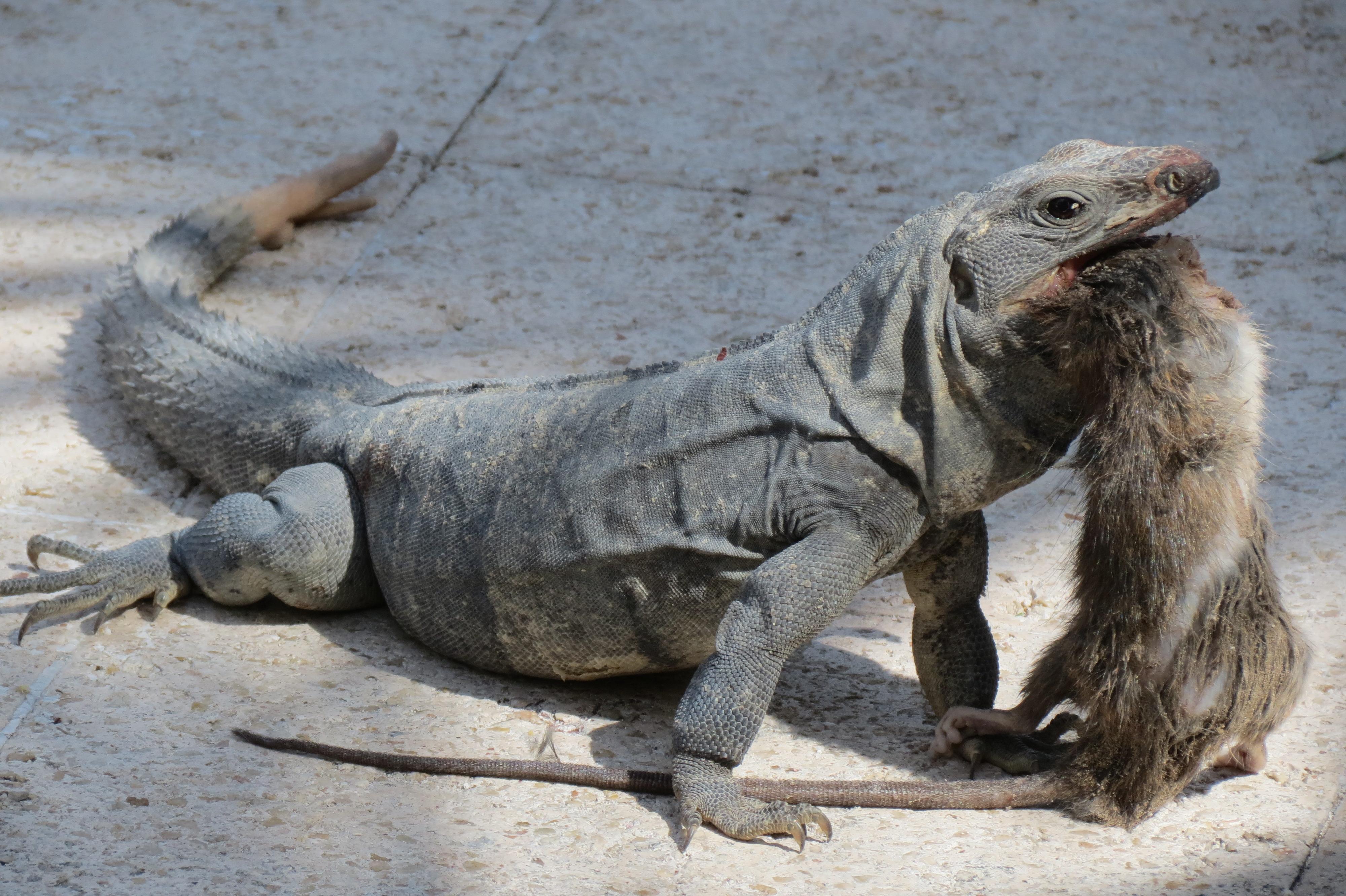 Iguanas are mostly herbivores. I took a picture of one eating a rat