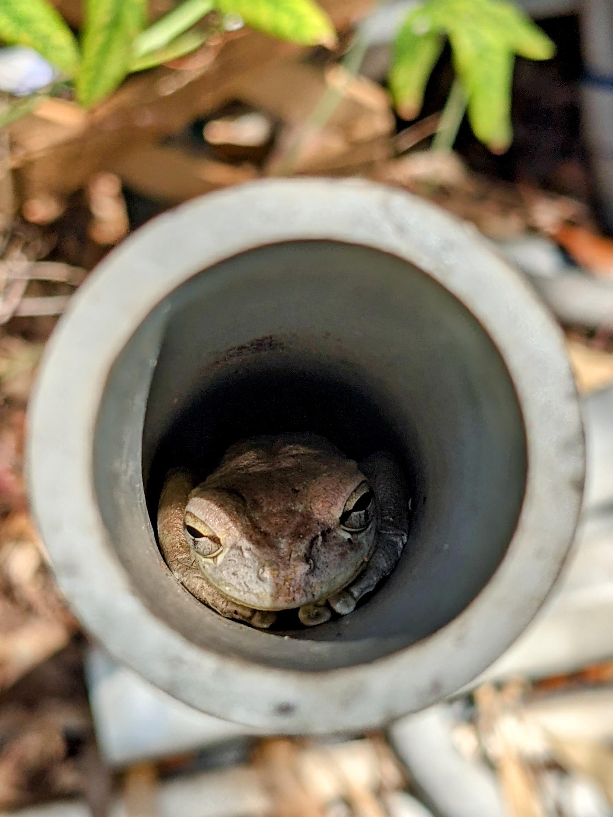Can anyone help me name this tree frog who has taken to sleeping in a