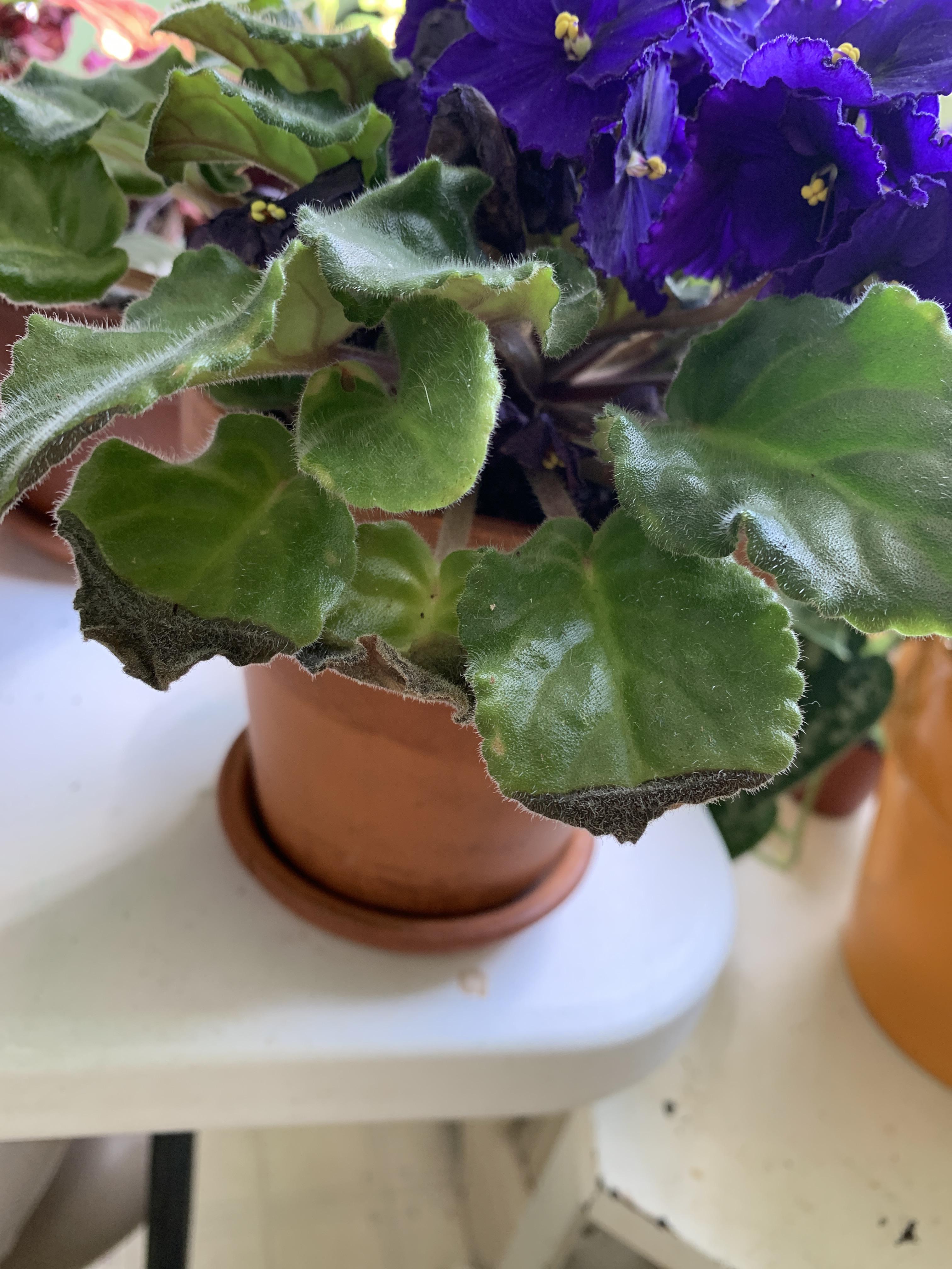 What is happening? My African violet has been with me a long time and