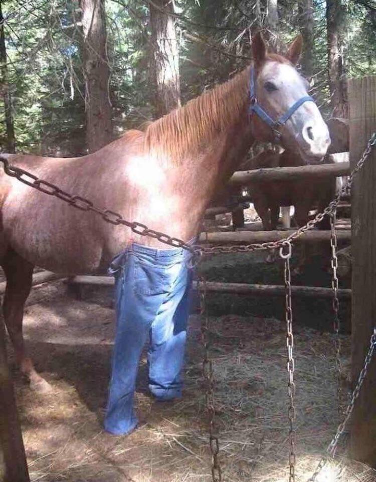 Horse with pants. r/pics
