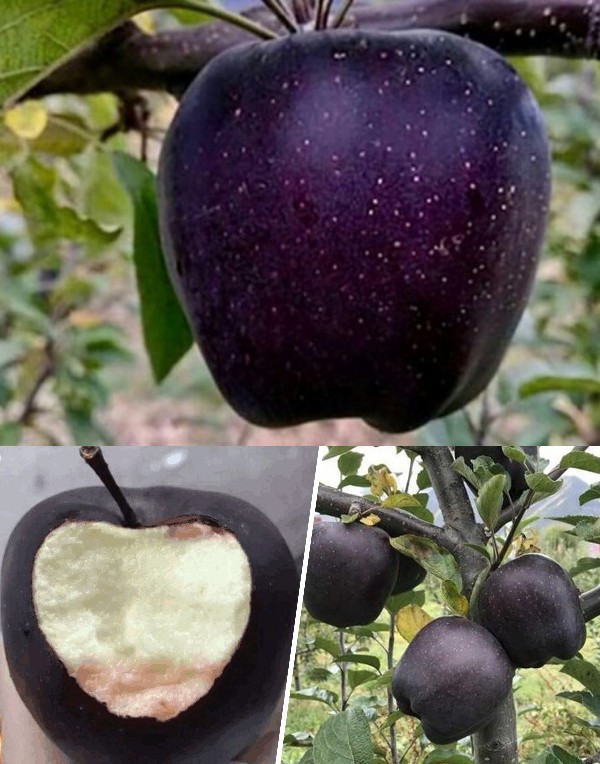The Black Diamond Apple is a rare breed from the family of Hua Niu